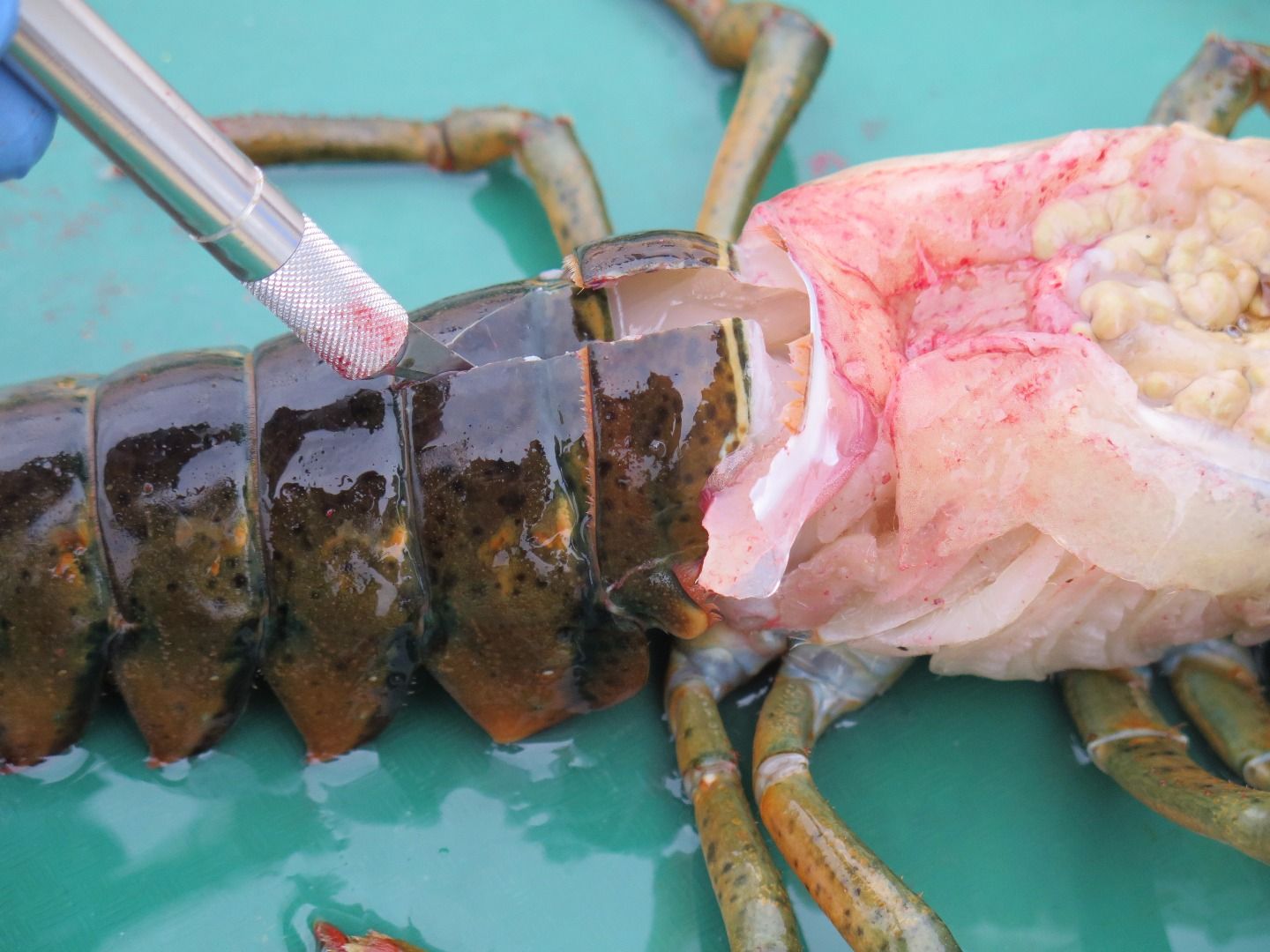 Lobster Dissection 11 Steps Instructables