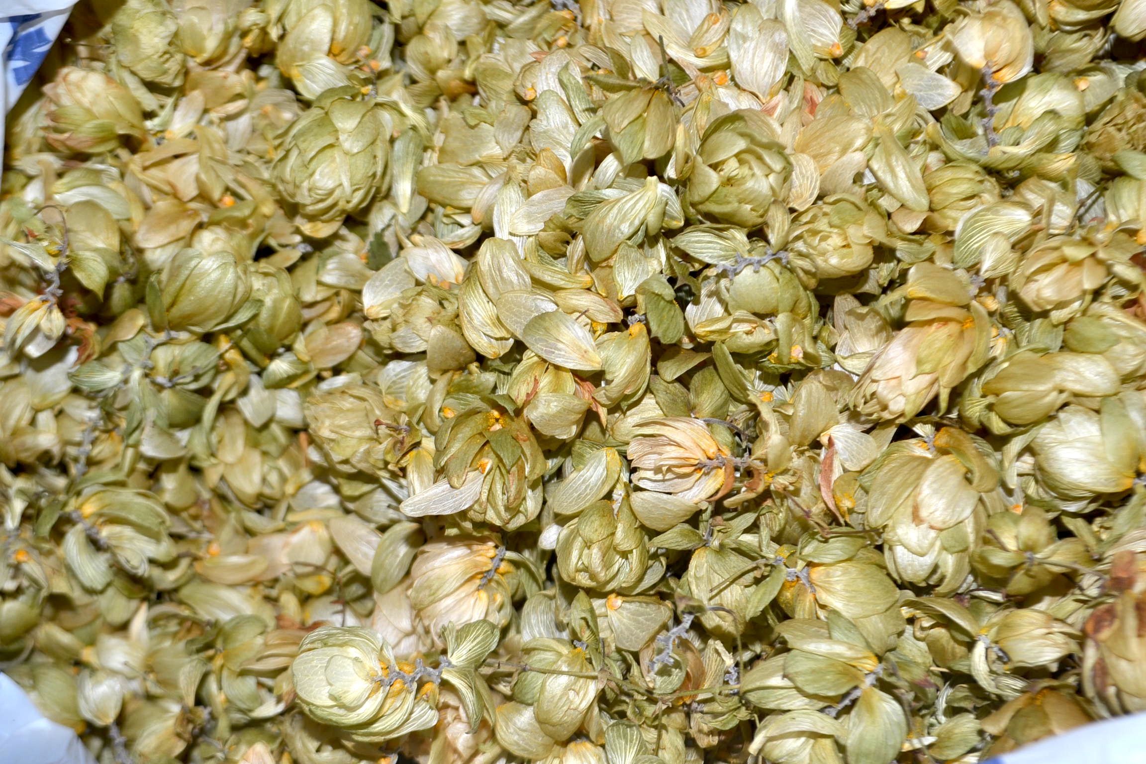 ★HOMEBREW HONEY BEER★ 13 Steps (with Pictures) Instructables