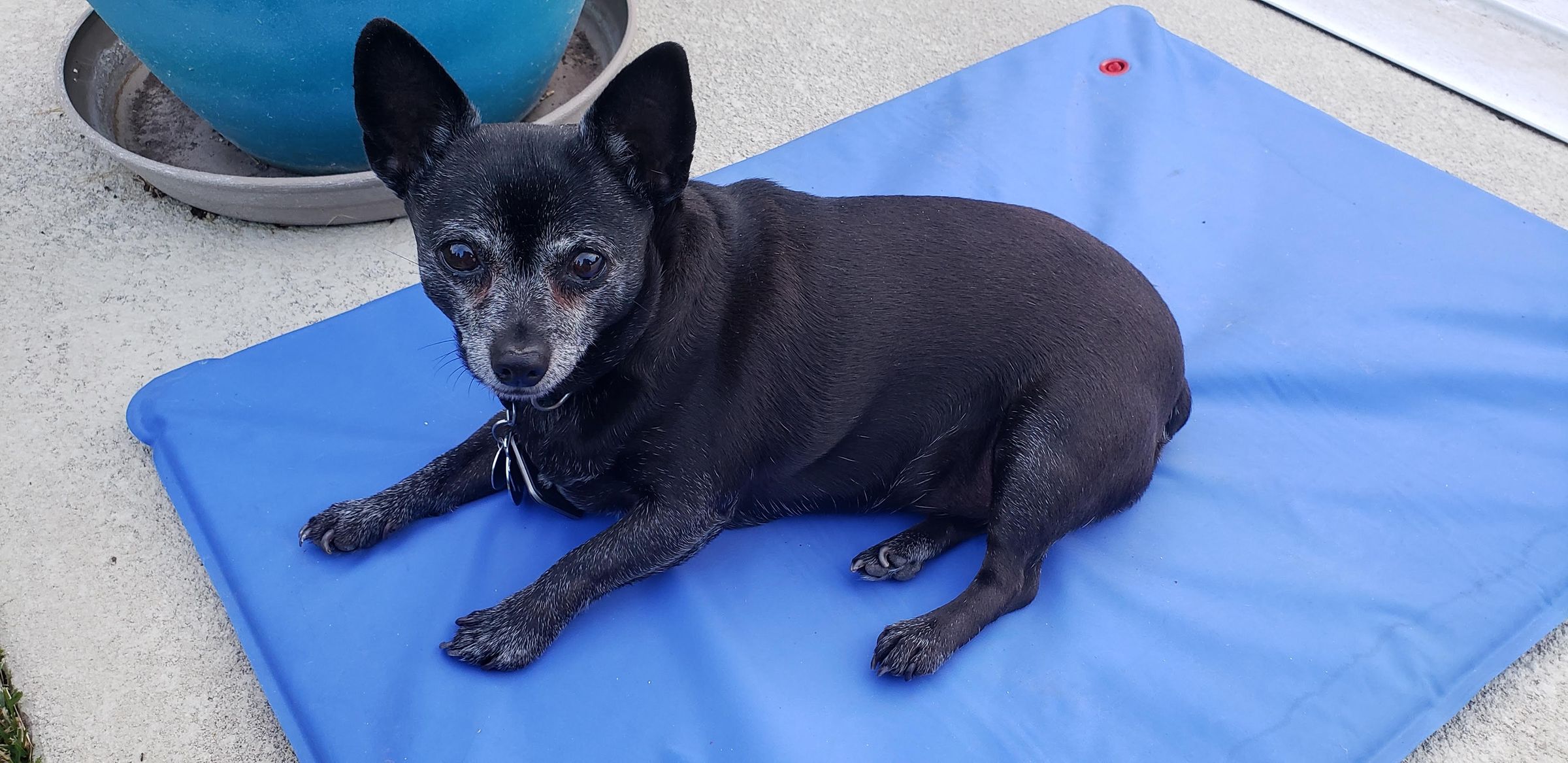 Hot Dog House UPDATED! Keeping Your Fuzzy Friend Cool All Summer Long