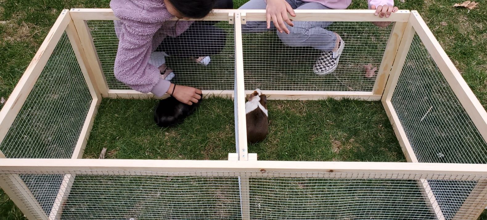 build a guinea pig run