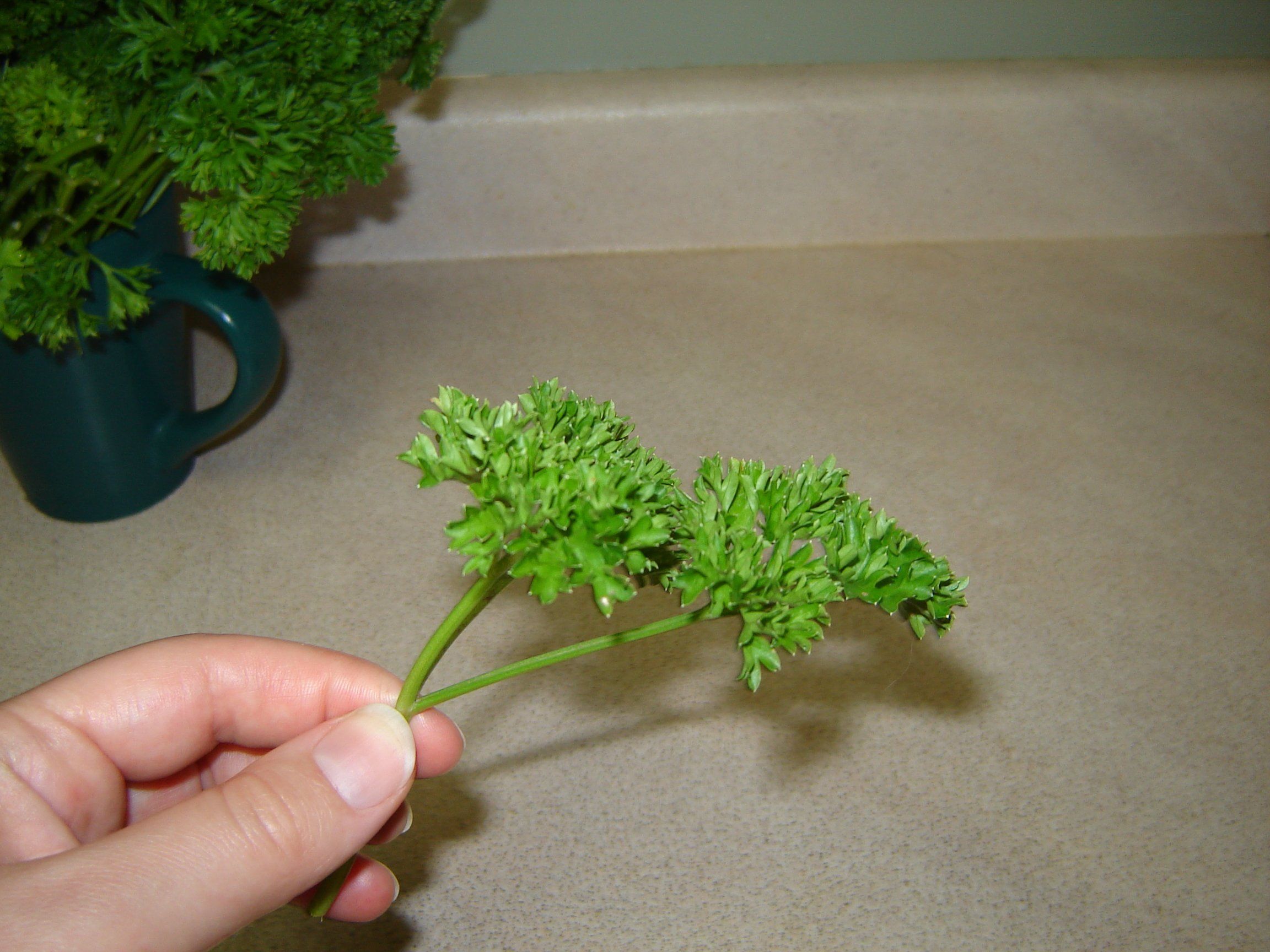 How to Keep Fresh Herbs Fresh 4 Steps (with Pictures) Instructables