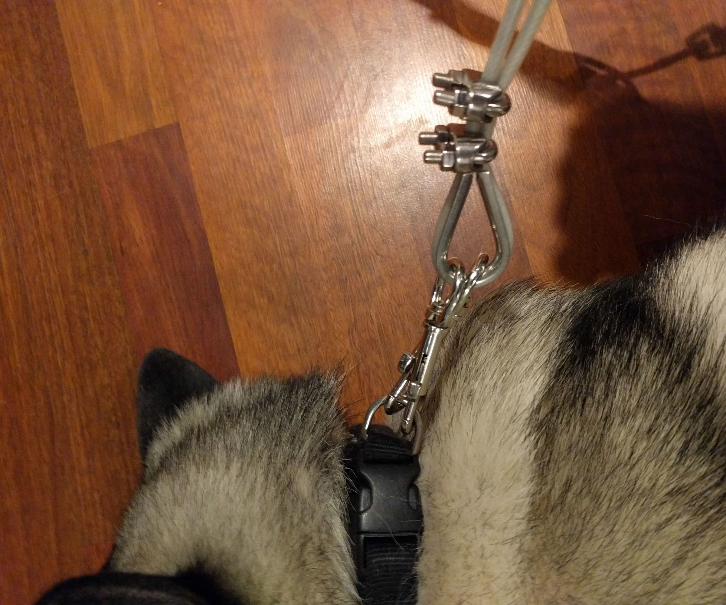 cable leash