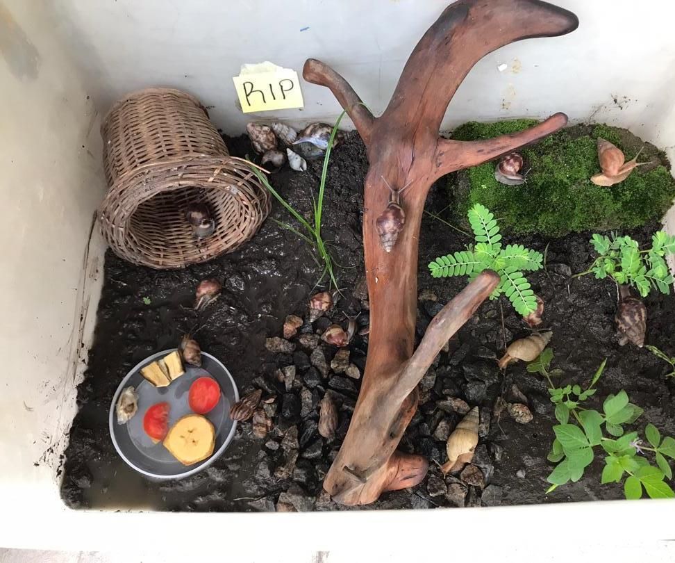 Terrarium for My Pet Snails 6 Steps Instructables