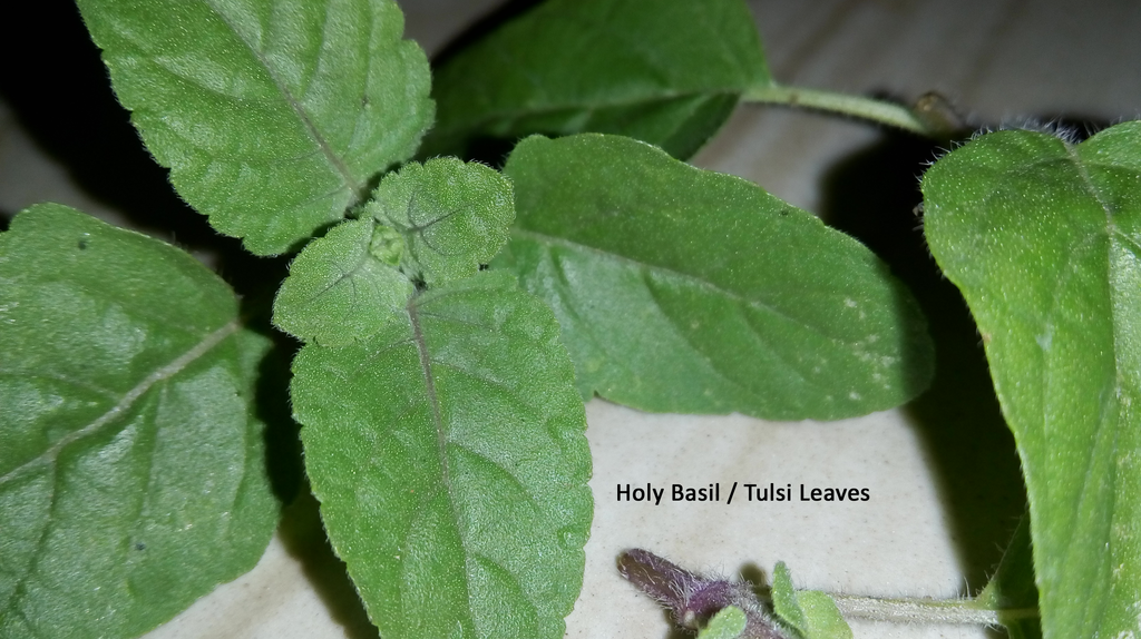 distillation of holy basil tulsi leaves instructables holy basil tulsi leaves