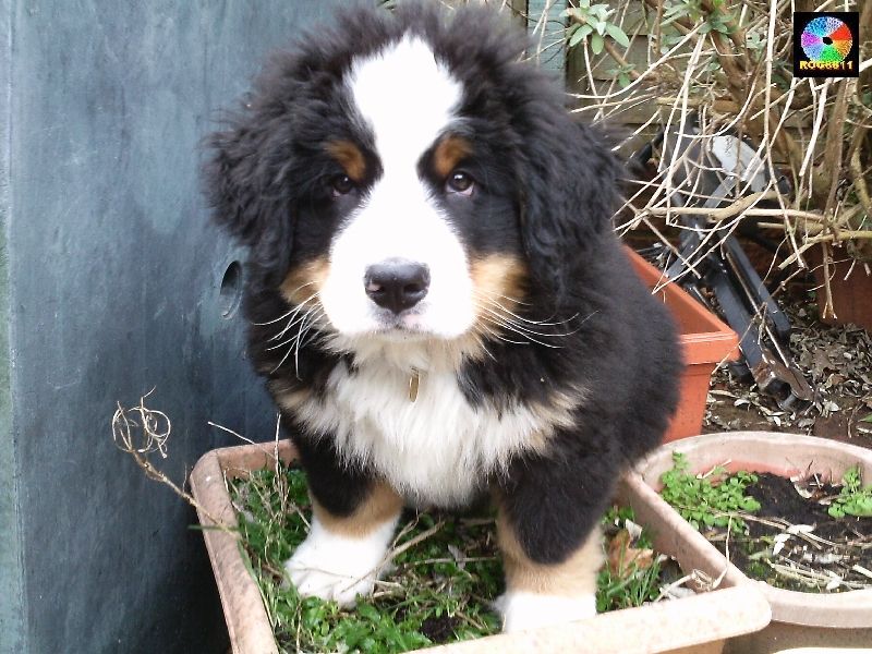 remote control kennel door