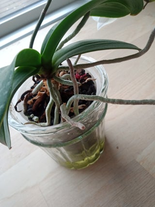 How To Propagate Any Phalaenopsis Orchid 3 Steps With Pictures Instructables