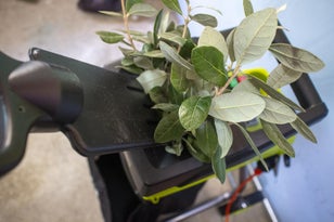 Shredding the Branches