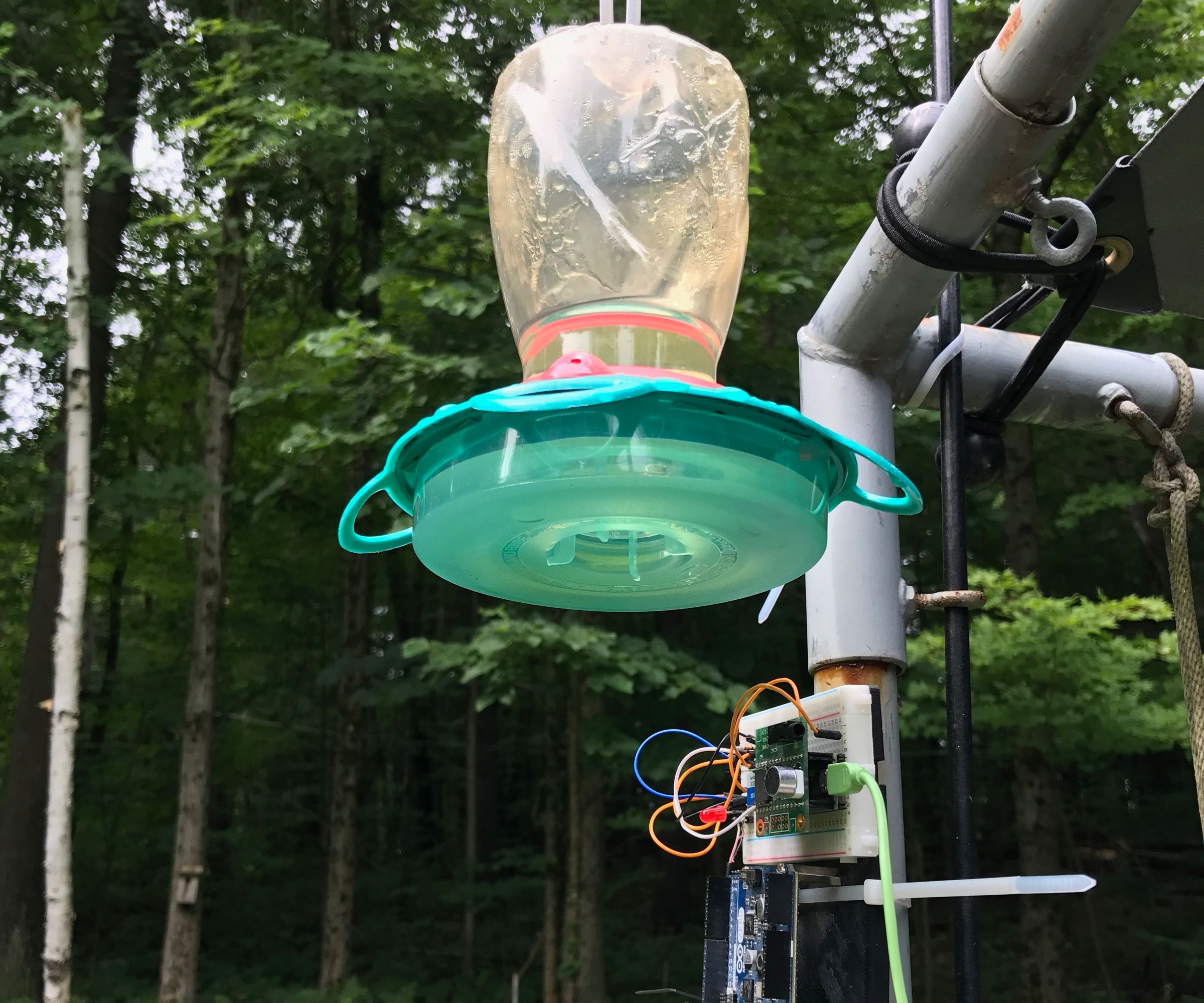 Hummingbird Detector/Picture-Taker