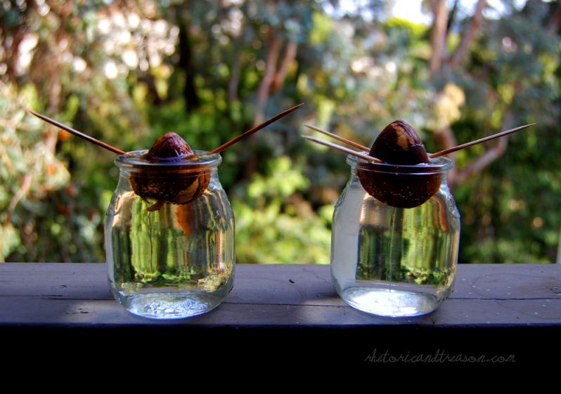 Growing Avocado Plants From Seed