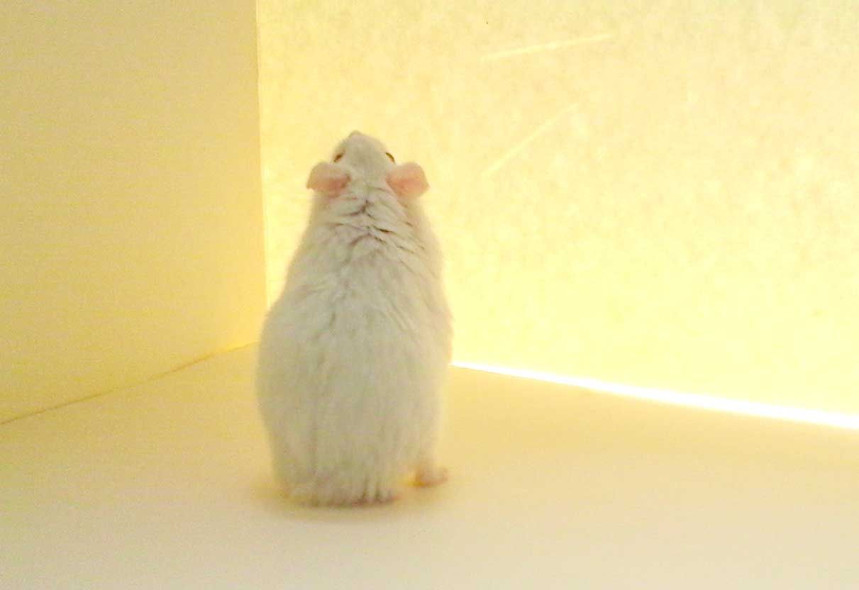 foster hamsters near me