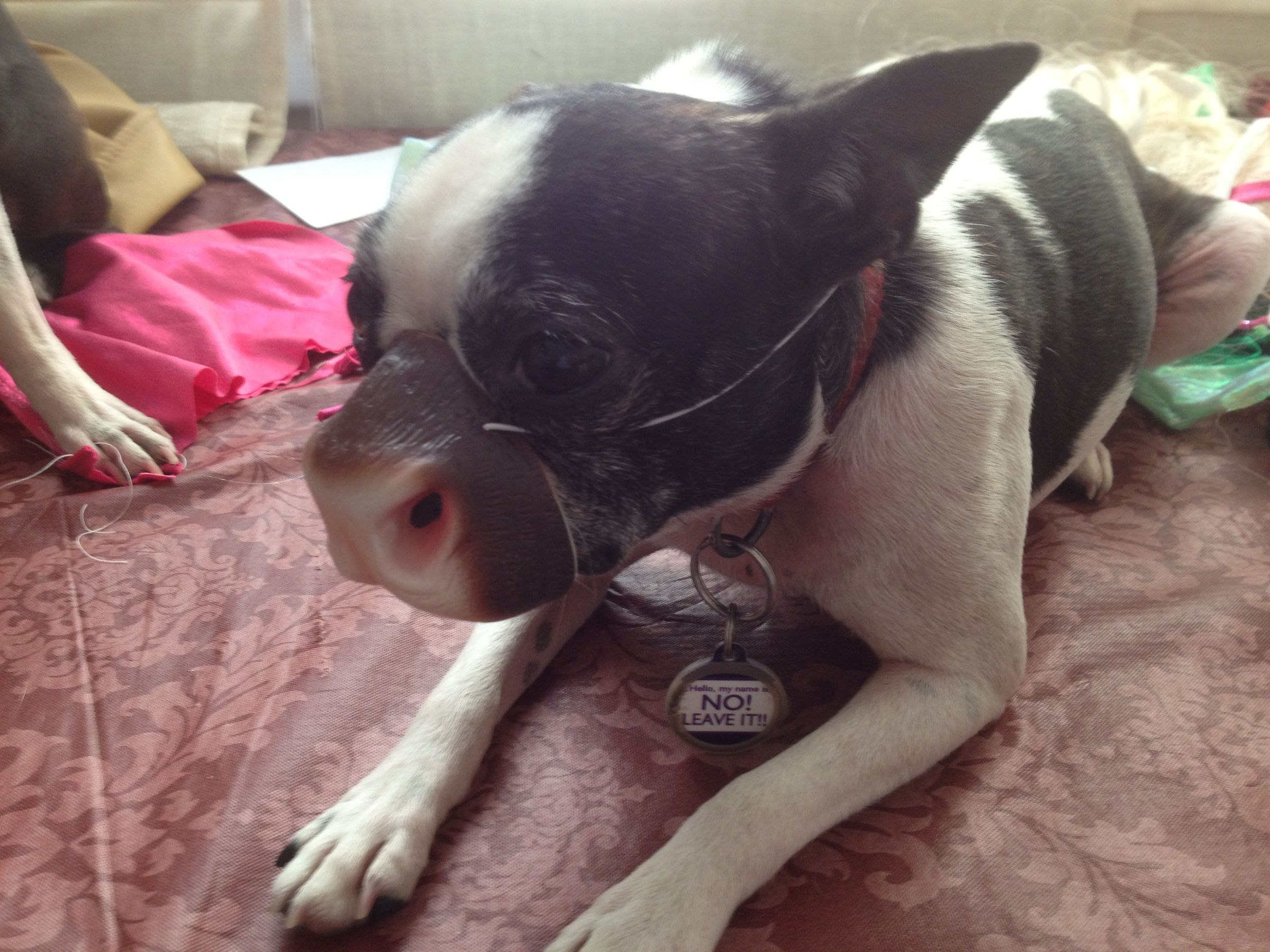 Chick Fil a Dog Costume 5 Steps (with Pictures) Instructables