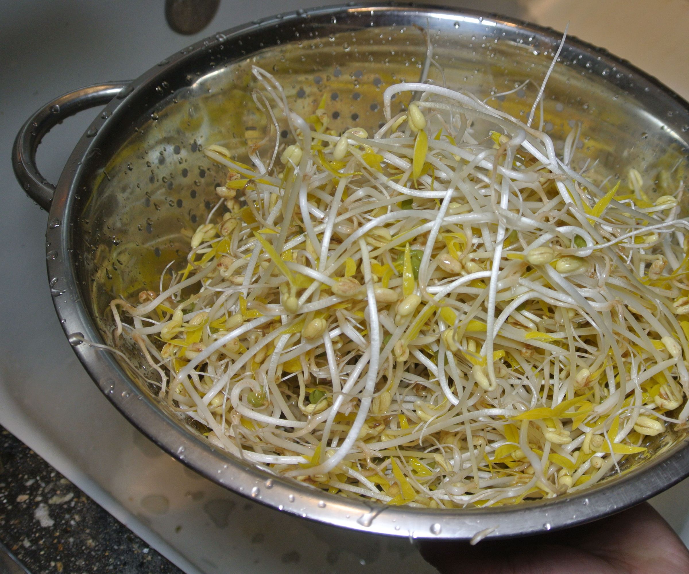 DIY guide for Growing Bean Sprouts with step-by-step instructions