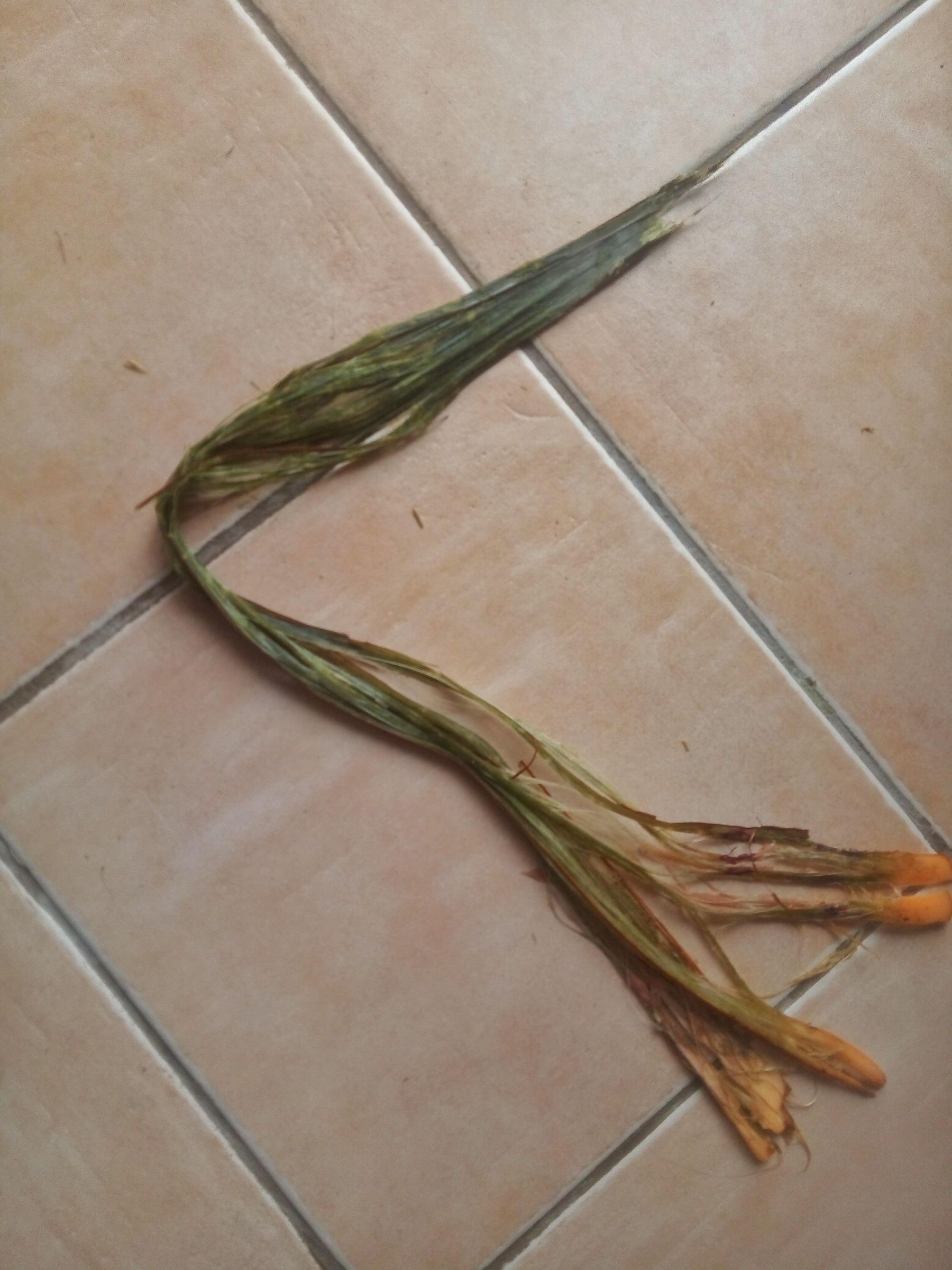 How to Make Rope / String With Natural Plant Fibers : 6 Steps (with ...