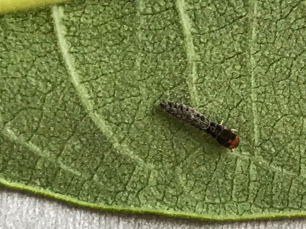 Monarch Butterflies Egg to Butterfly 12 Steps (with Pictures