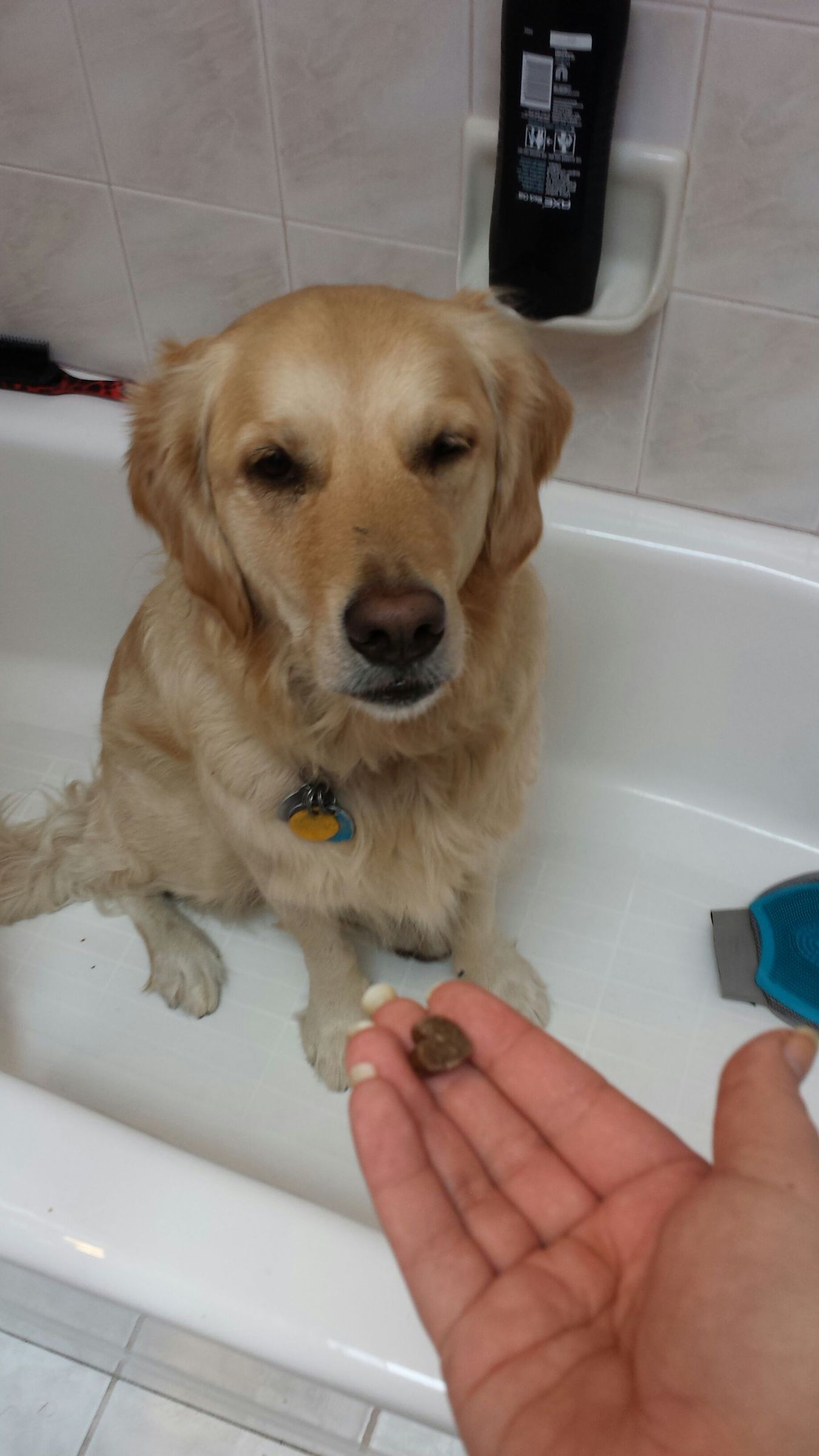 How to Wash Your Dog 7 Steps (with Pictures) Instructables