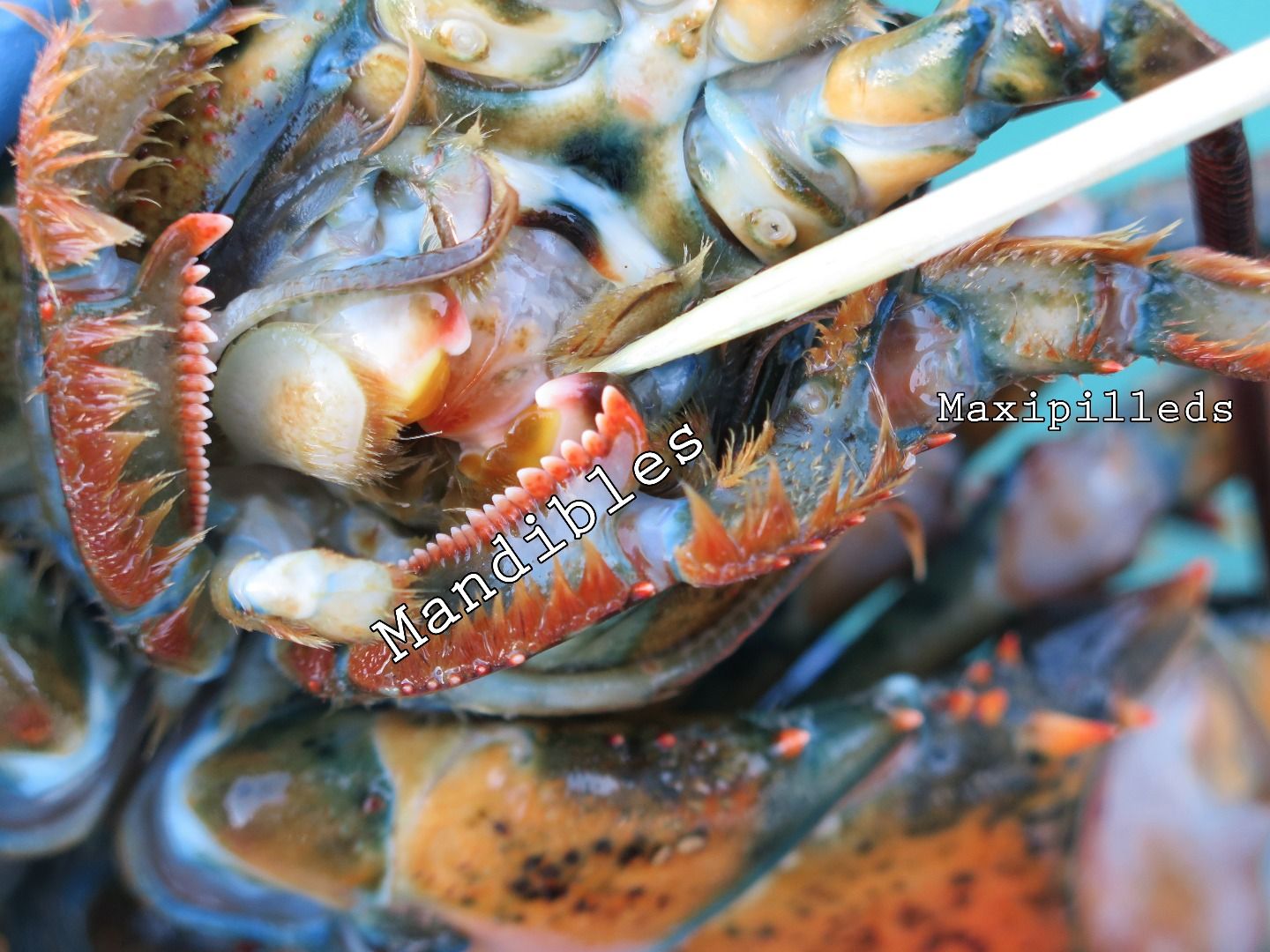 Lobster Dissection 11 Steps Instructables