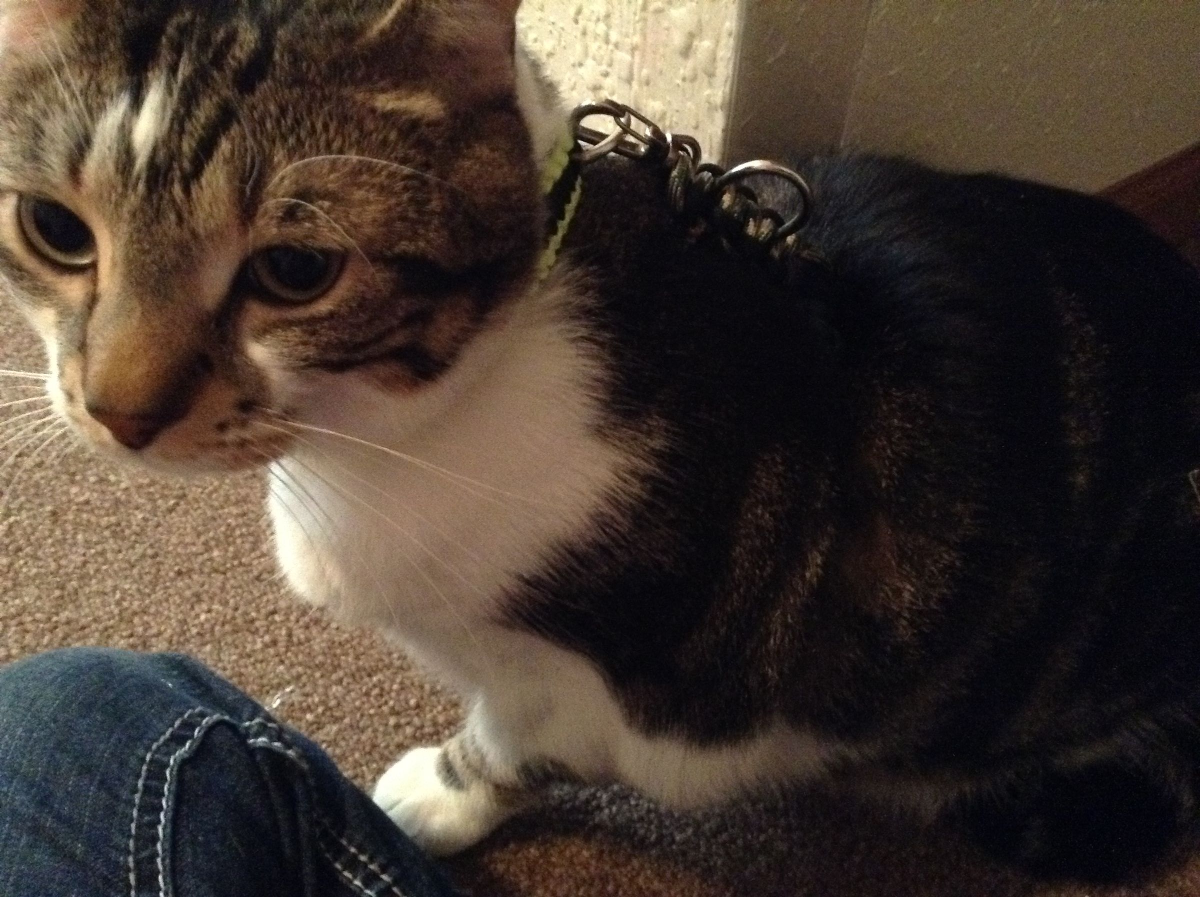 paracord cat harness