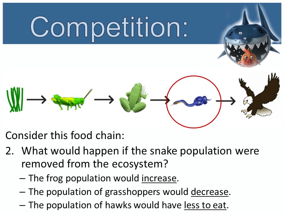 How to Cook a Snake : 6 Steps (with Pictures) Biology Diagrams