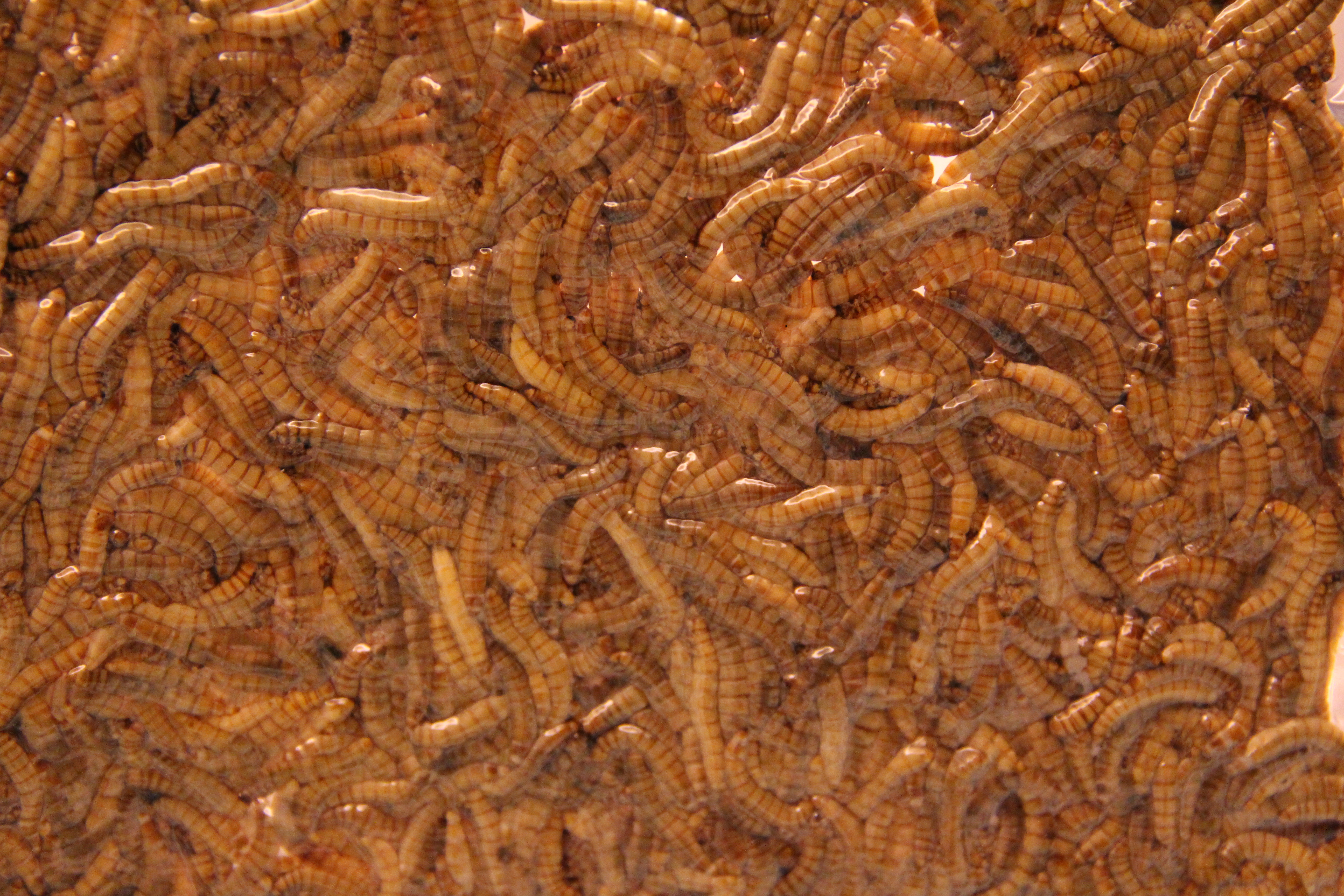 Mealworm Flour 4 Steps (with Pictures) Instructables