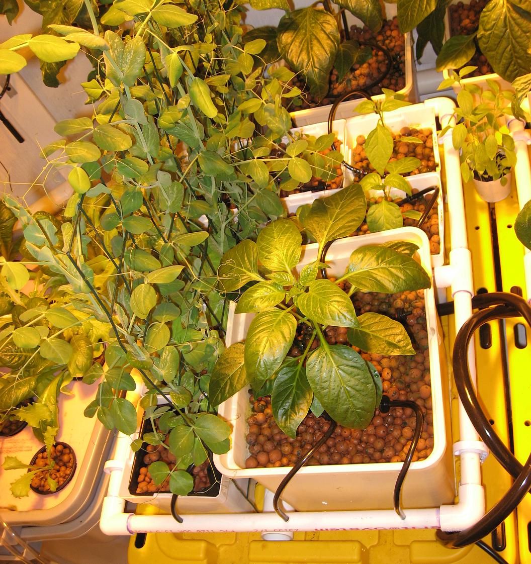 Hydroponic Drip Garden for Vegetables, Herbs or Flowers 16 Steps