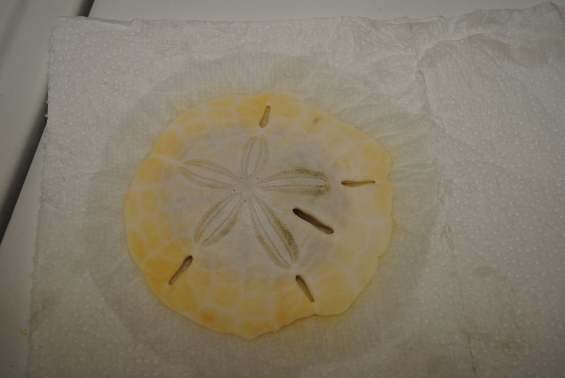 How to Bleach Sand Dollars 6 Steps (with Pictures) Instructables