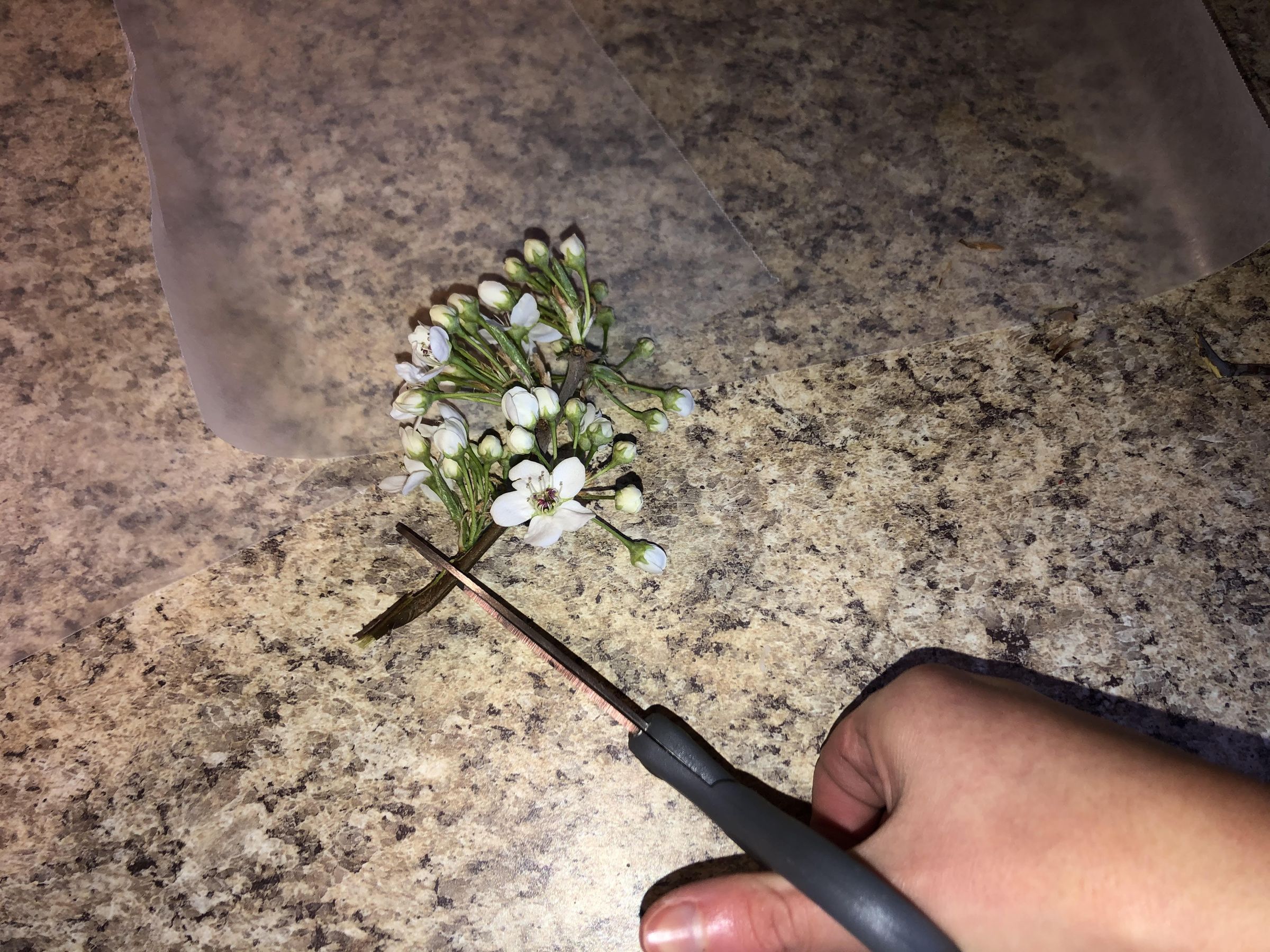 How to Press Flowers in a Book 16 Steps Instructables