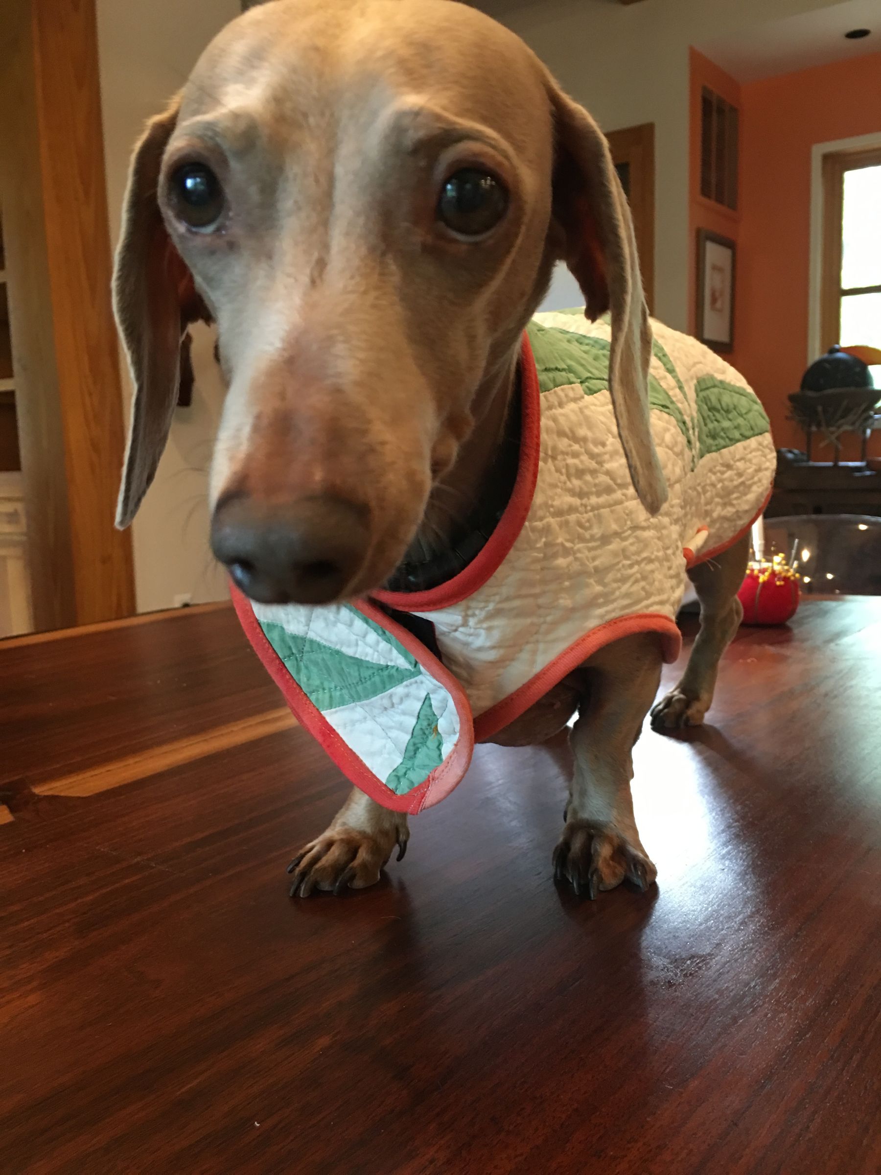 bespoke dog coats