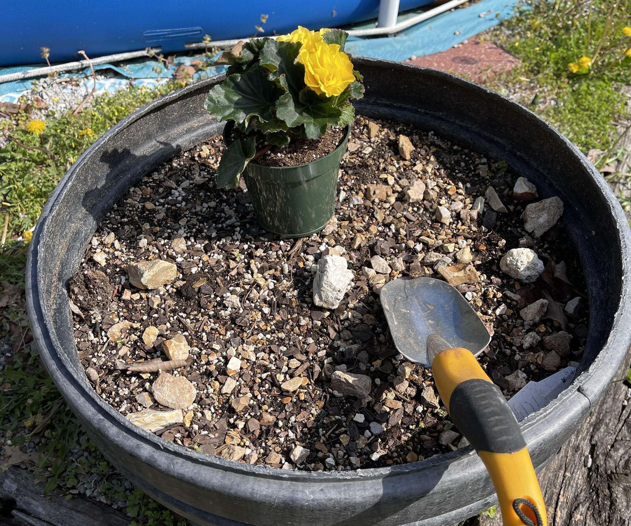 Transplanting Plants 6 Steps (with Pictures) Instructables