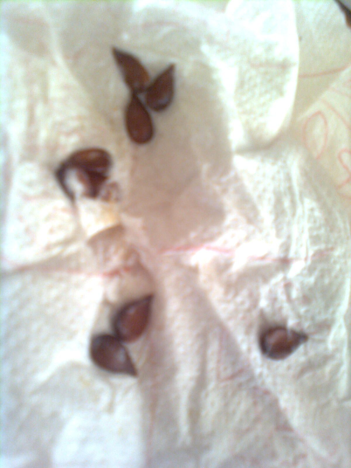 How to Grow a Pear Tree