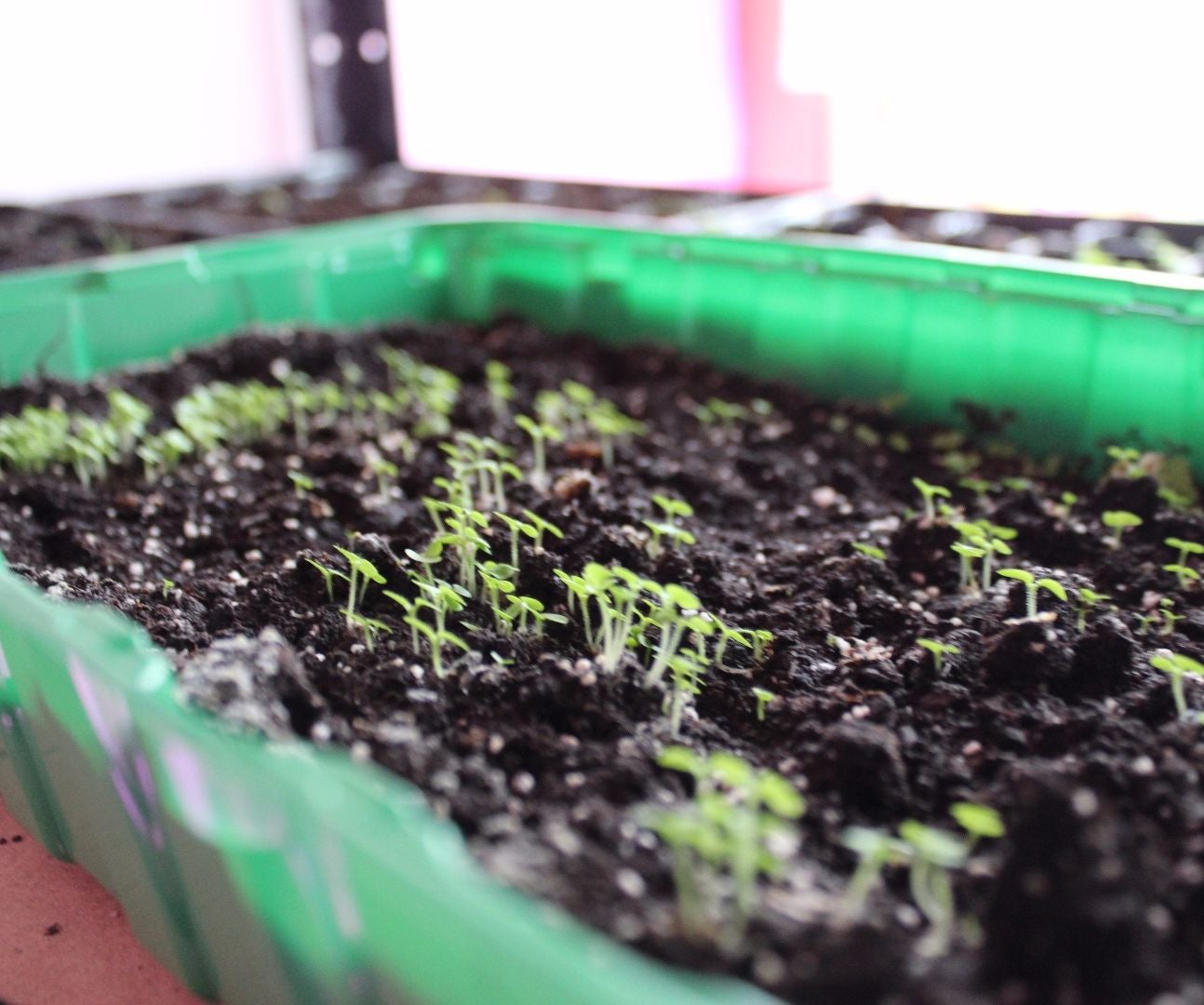 Fastest Growing TREE Empress Tree (Paulownia Shantong) From Seed! 7