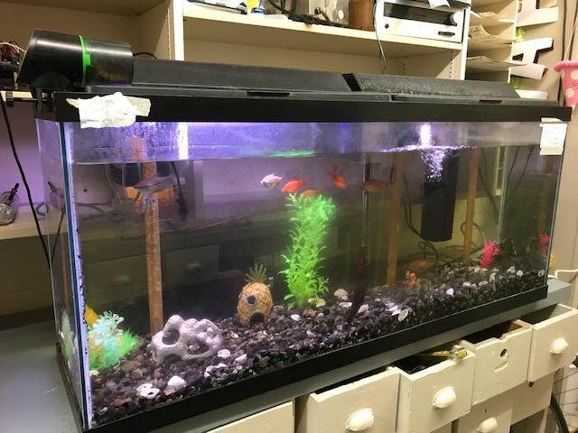 aquaponics for everyone 18 steps