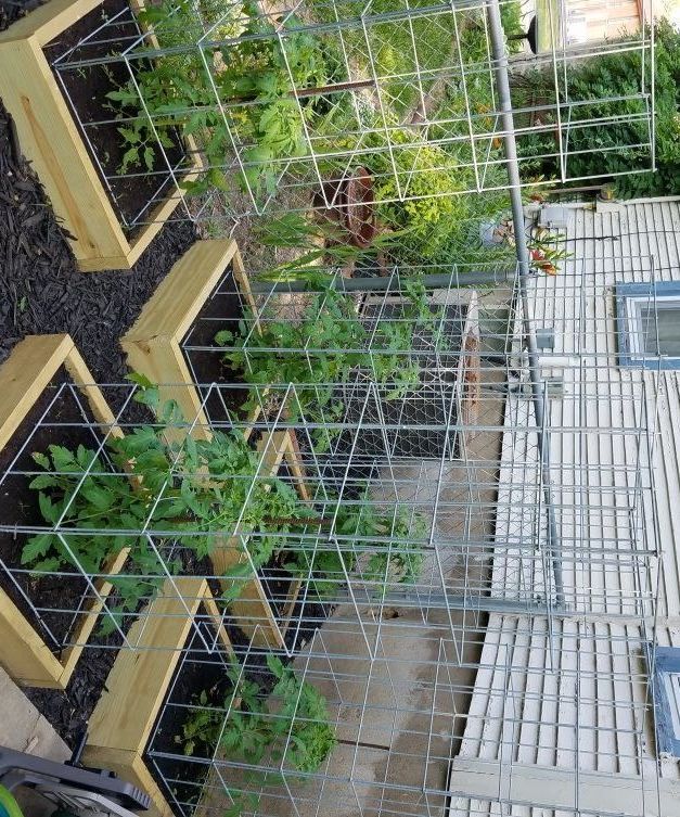 Build the Best Tomato Cages Ever!