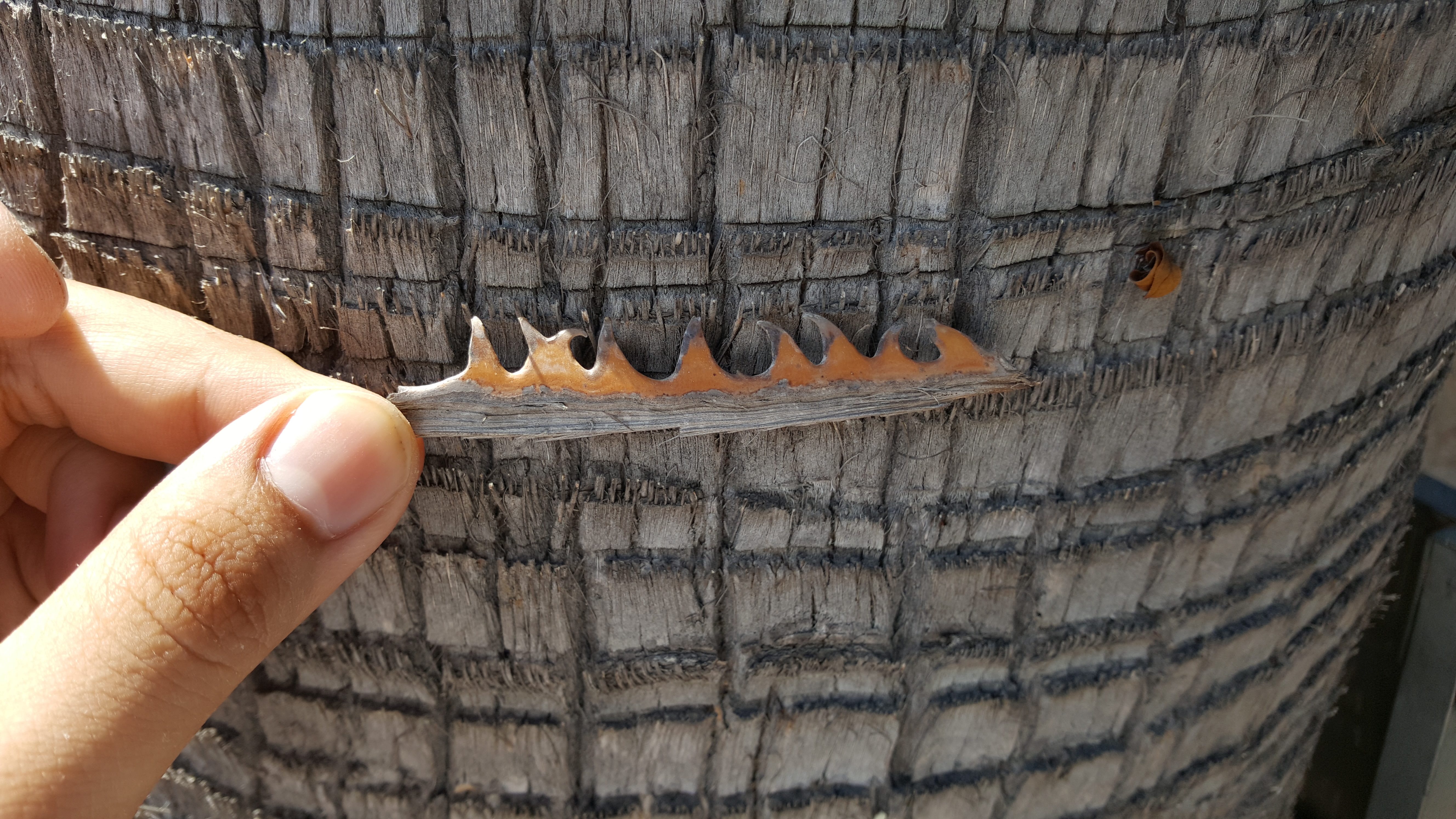 How to Cut Palm Tree's Leaves 10 Steps (with Pictures) Instructables