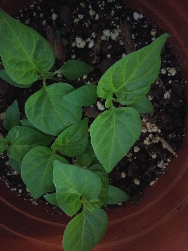 Growing the Carolina Reaper 5 Steps Instructables