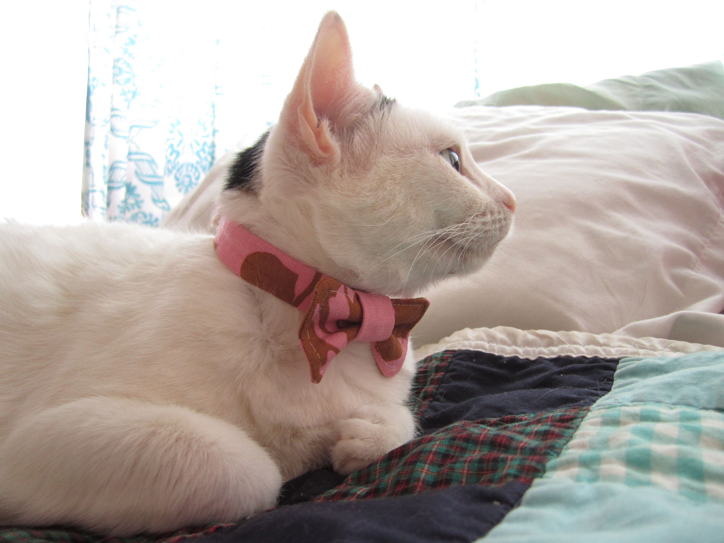 Cat Bow Tie + Pattern 8 Steps (with Pictures) Instructables