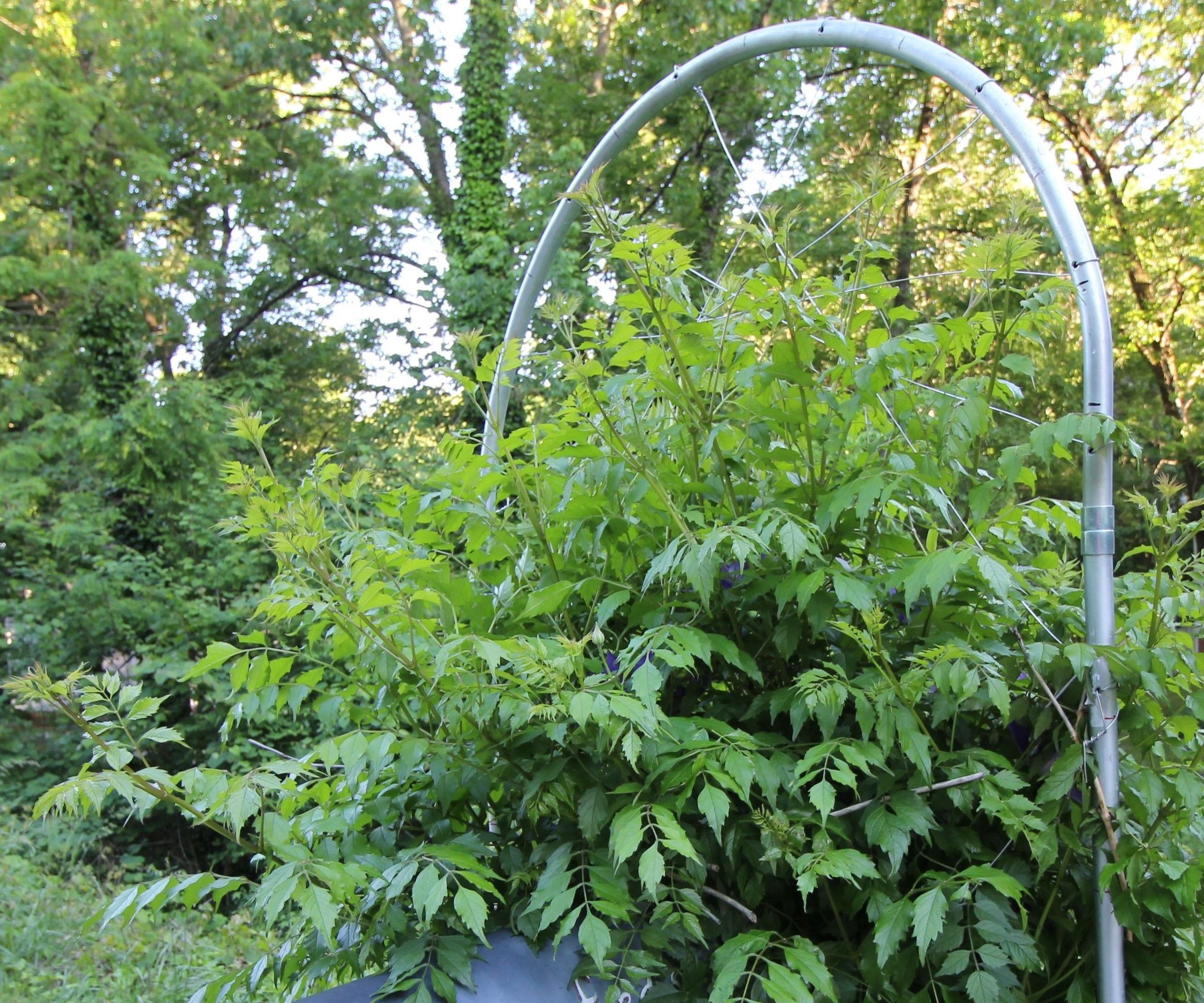 DIY guide for EMT Conduit Trellis with step-by-step instructions