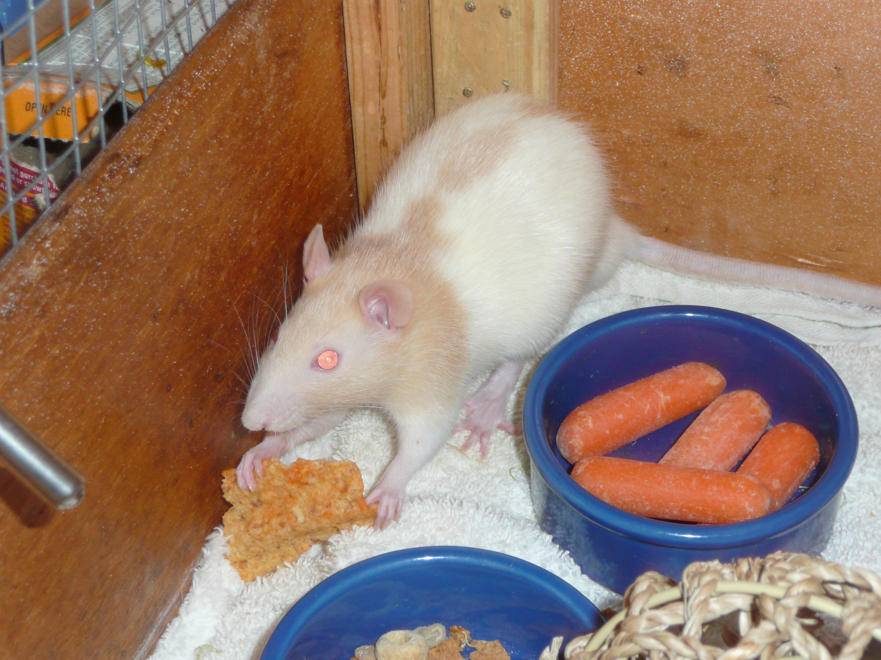 How To Pet Rats 8 Steps Instructables