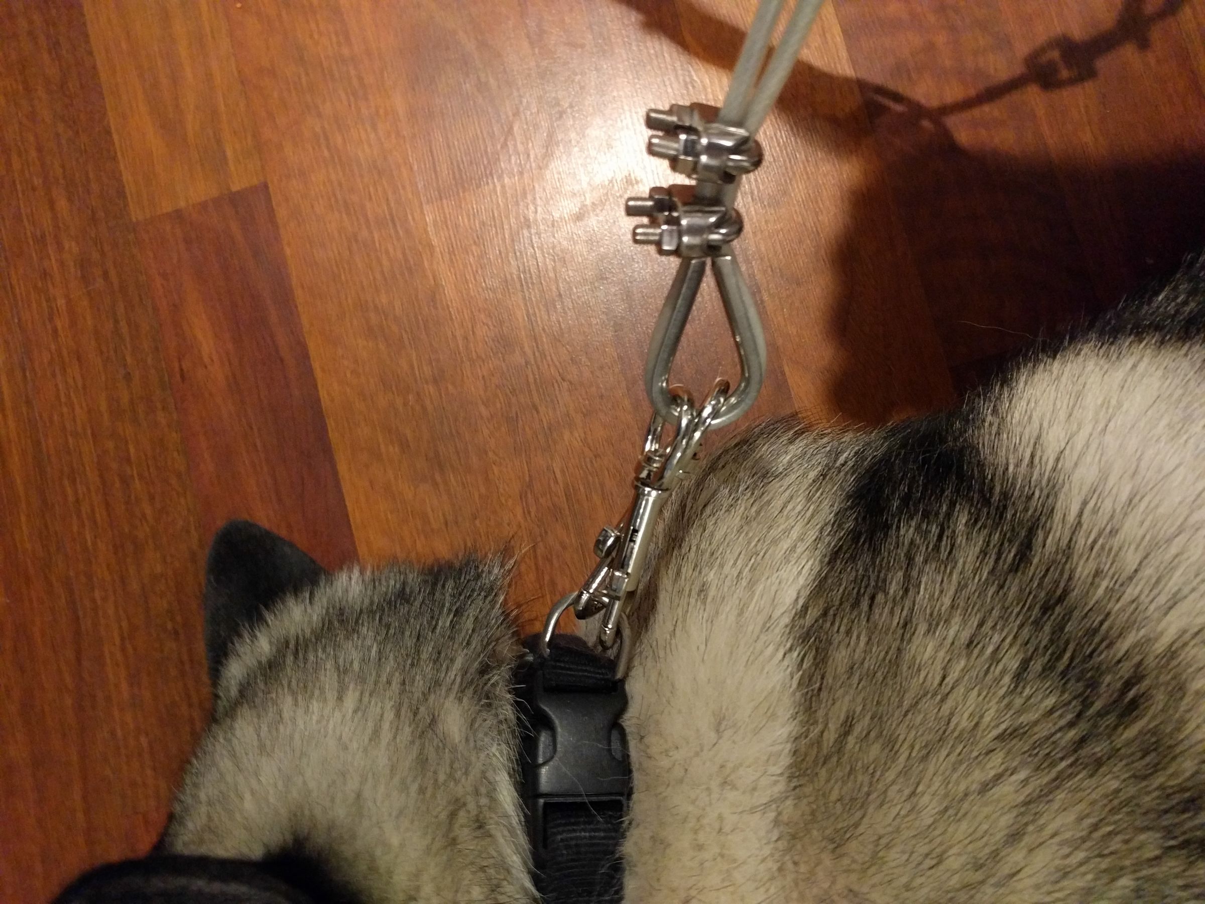 unbreakable dog tie out