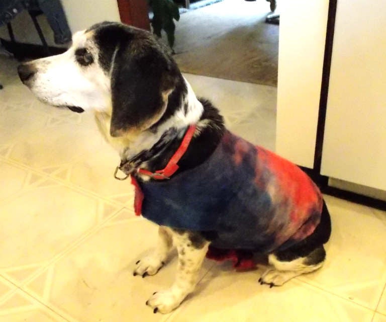 Easy Dog Coat Tutorial 3 Steps Instructables