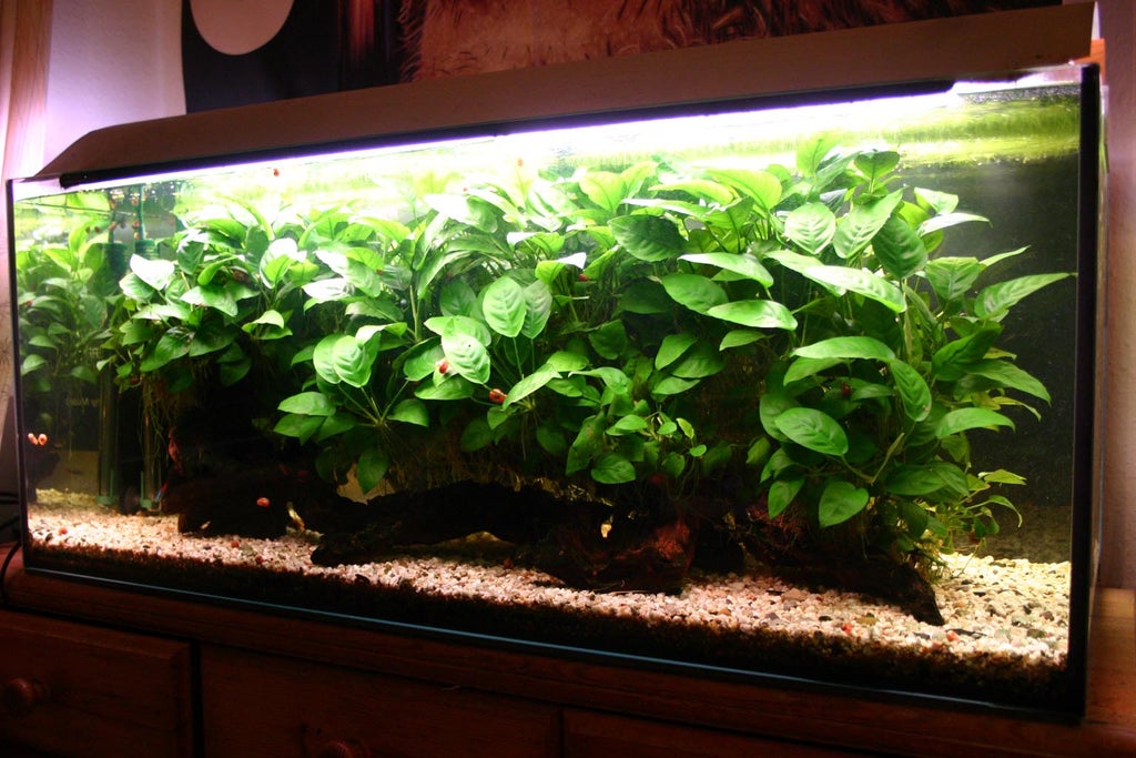 How to Clean a Dirty Fish Tank 12 Steps Instructables