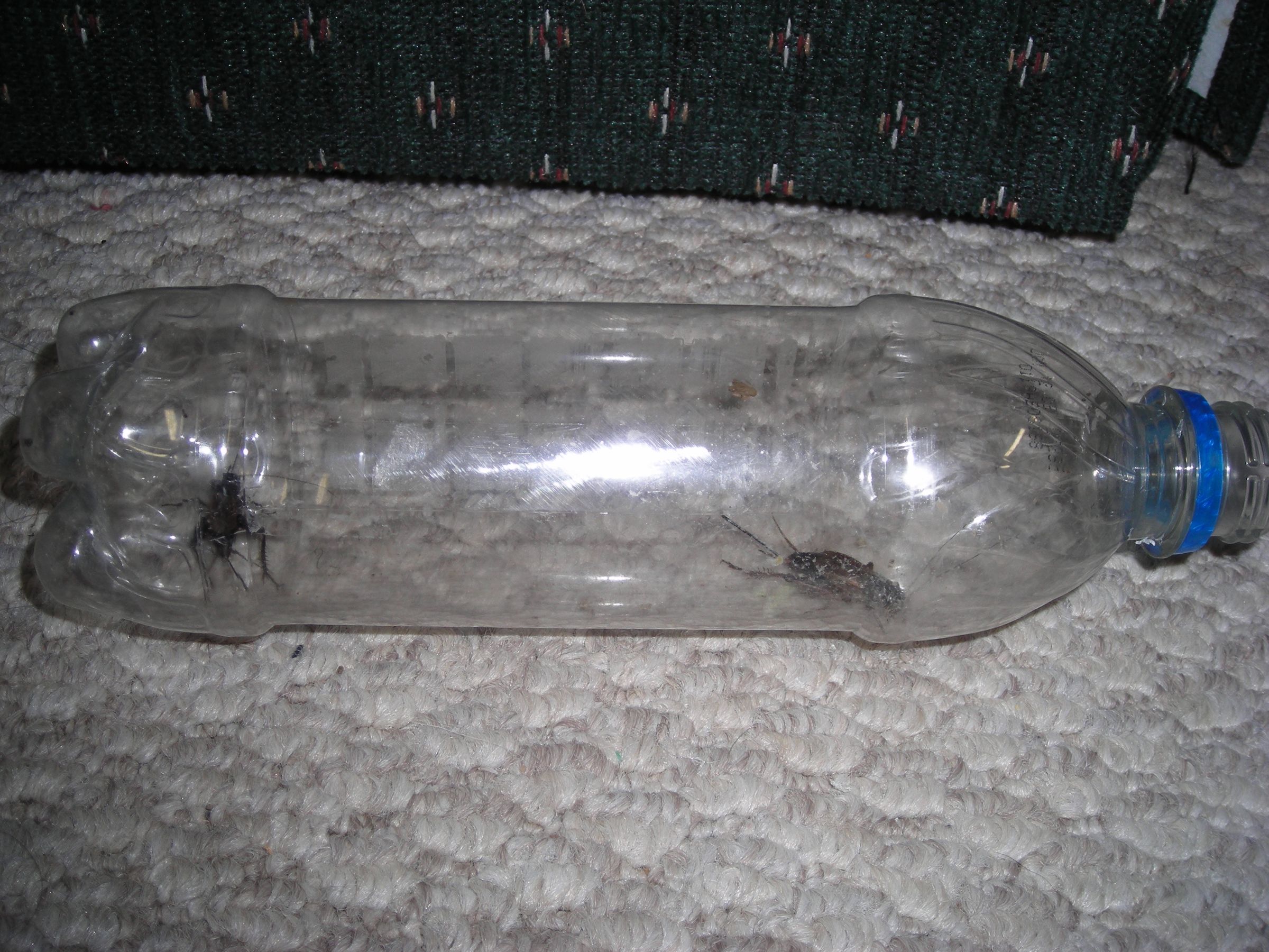 Diy Cricket Trap Frabill Cricket Cage Tube Fishing Bait Traps Walmart