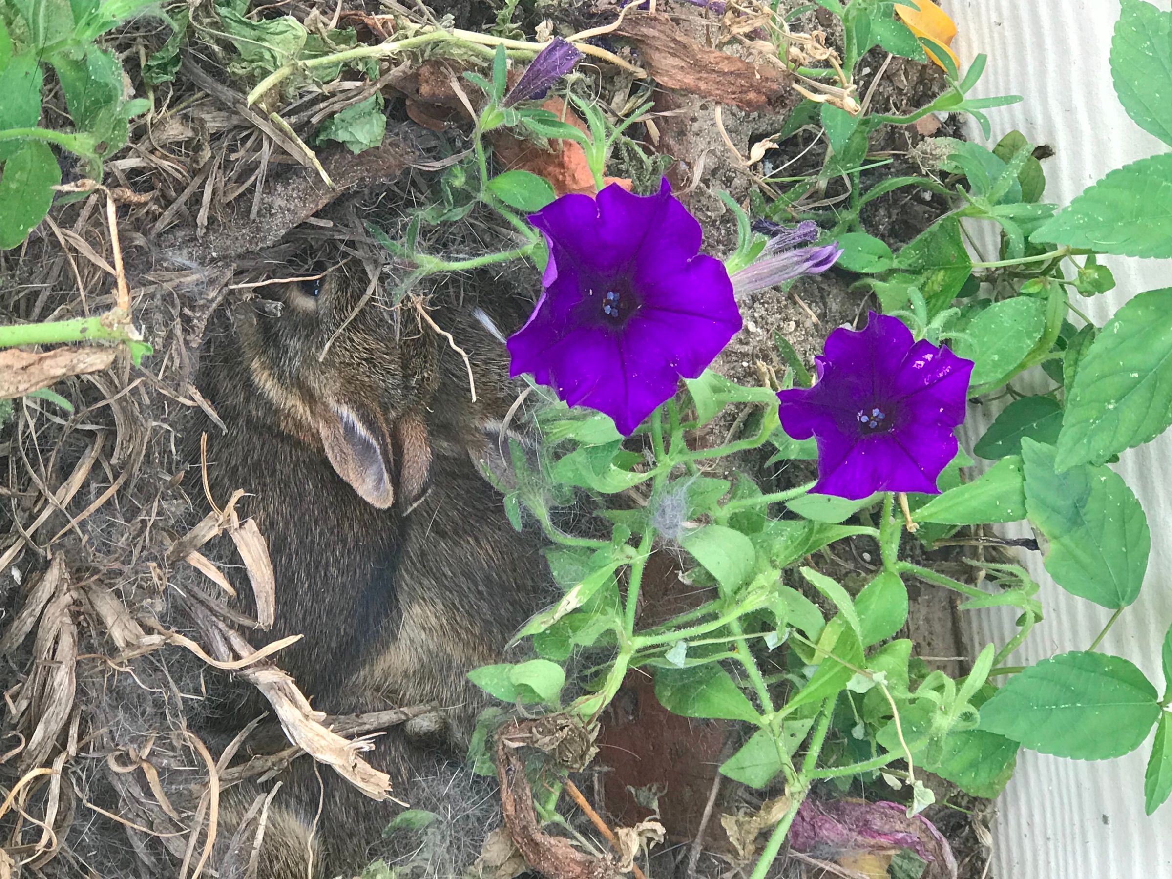 How to Care for a Wild Rabbit Nest 5 Steps (with Pictures) Instructables