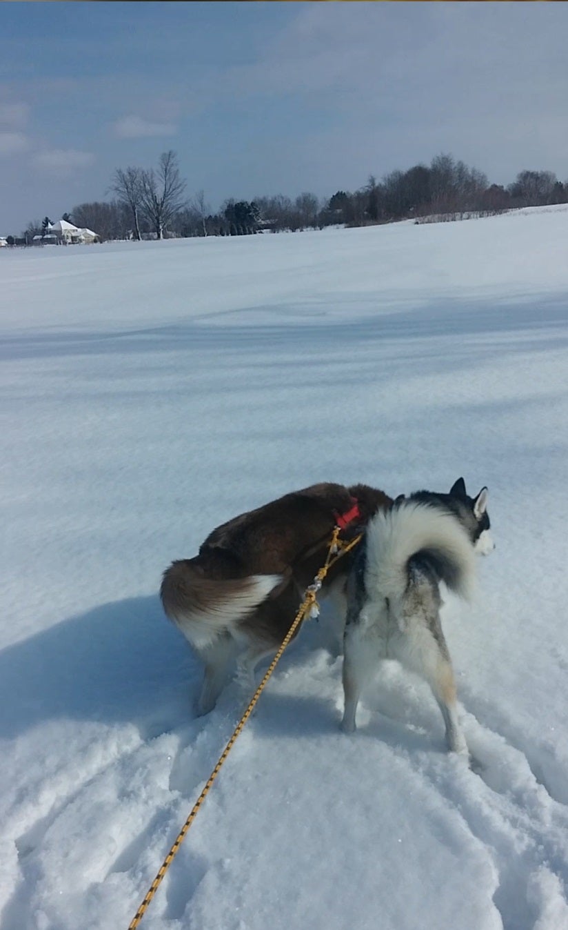 DIY - Homemade Dog Sled / Kick Sled / Snowmobile Sled : 14 Steps (with ...