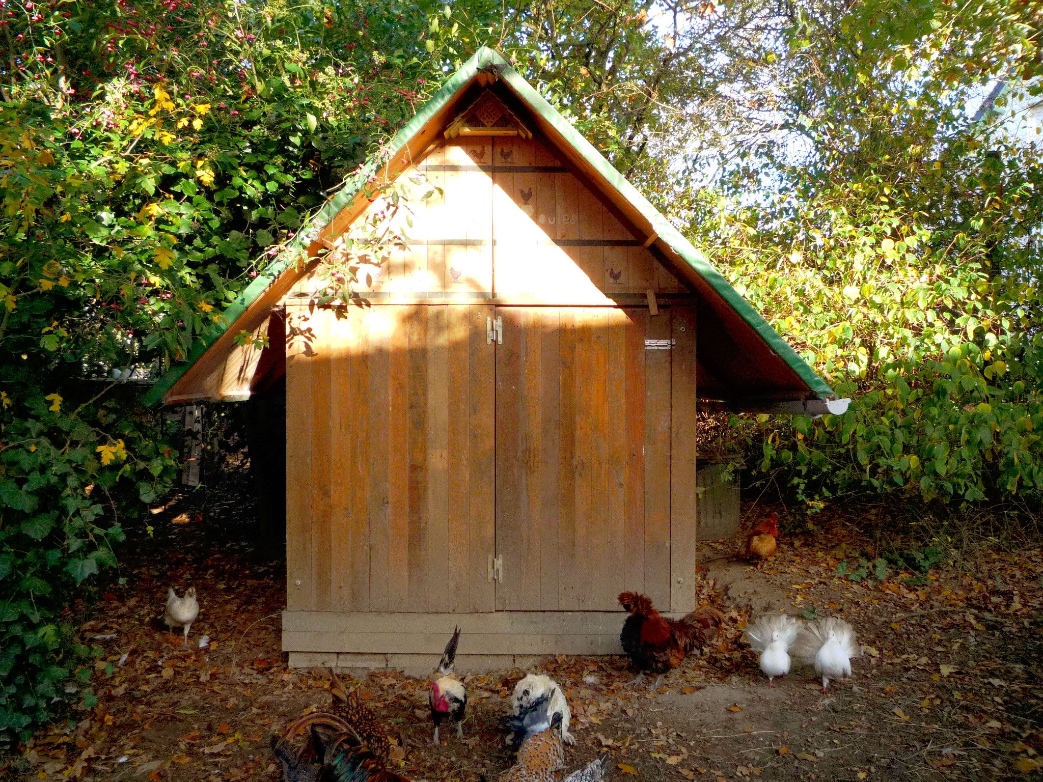 Untreated Pallet Wood Hen House Design & Construction. Poulailler De