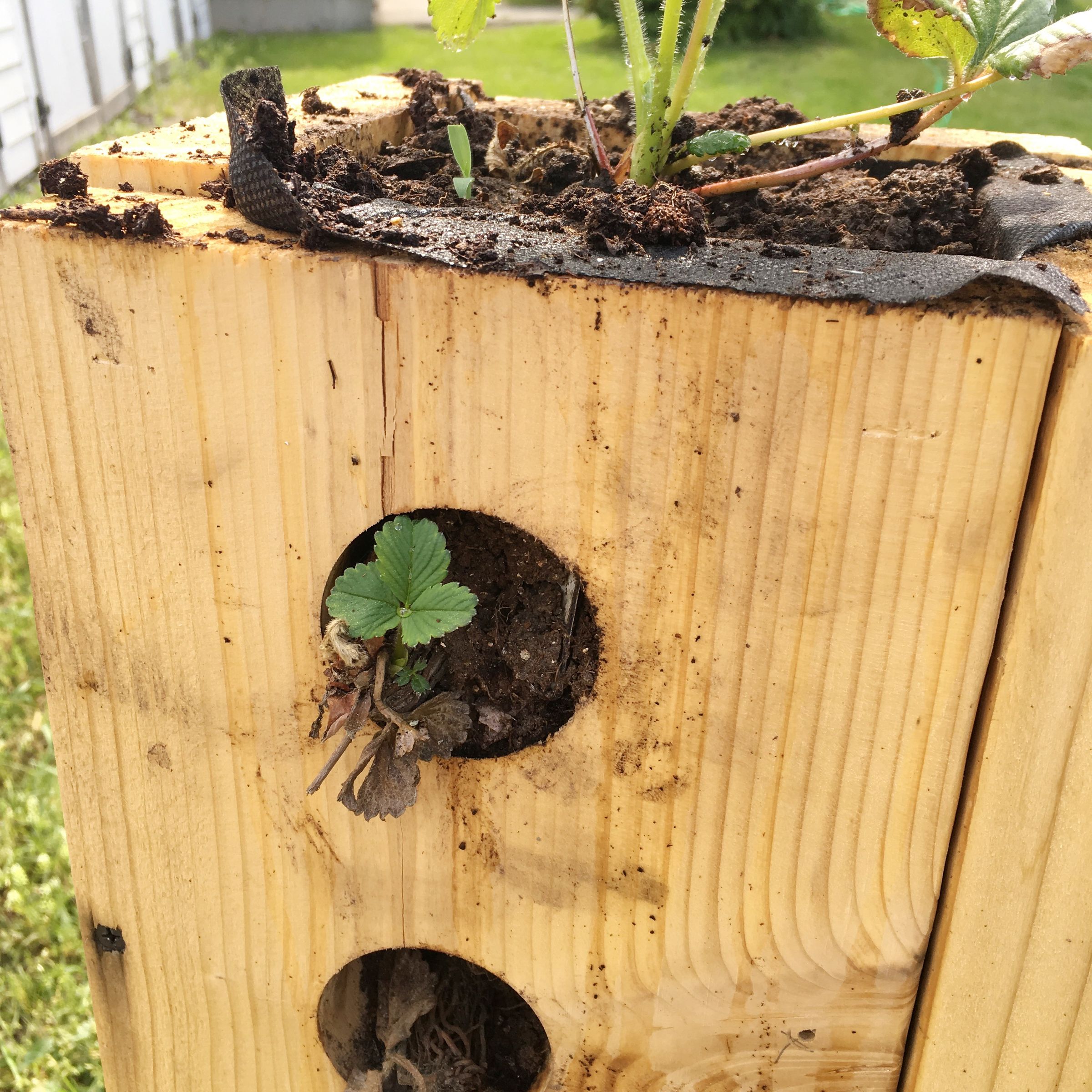 Tech & Engineering Class: Strawberry Towers : 8 Steps (with Pictures ...