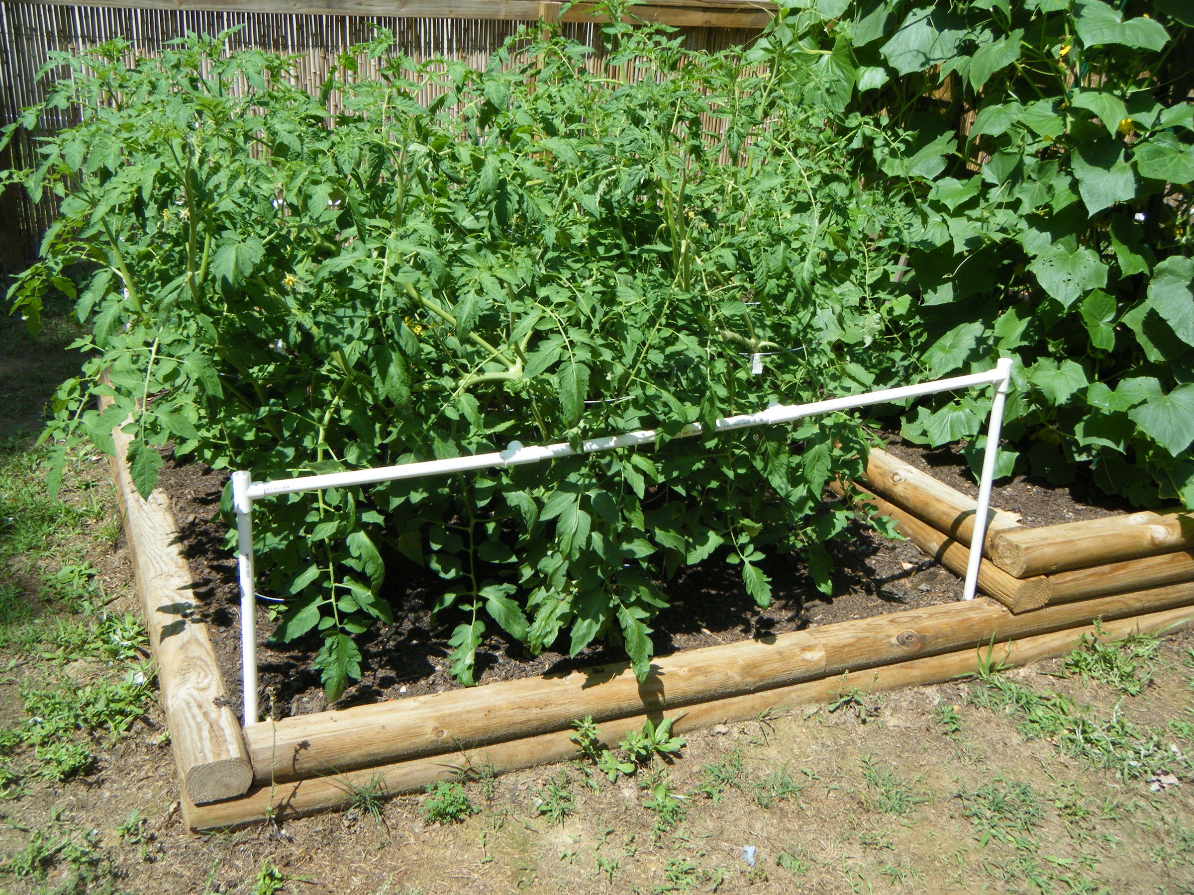 Tomato Cage With PVC 10 Steps Instructables