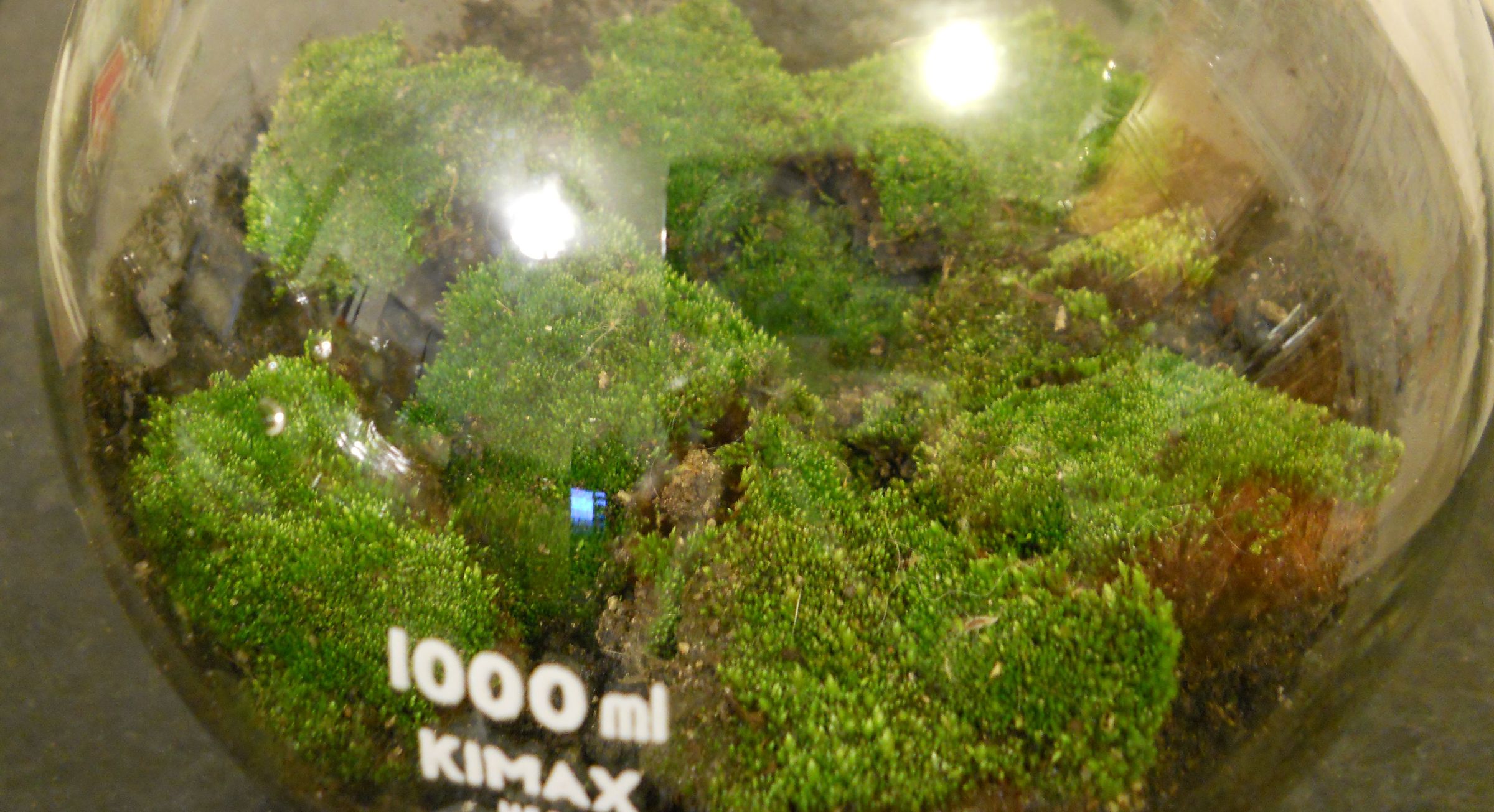 Moss Terrarium (with Pictures) Instructables