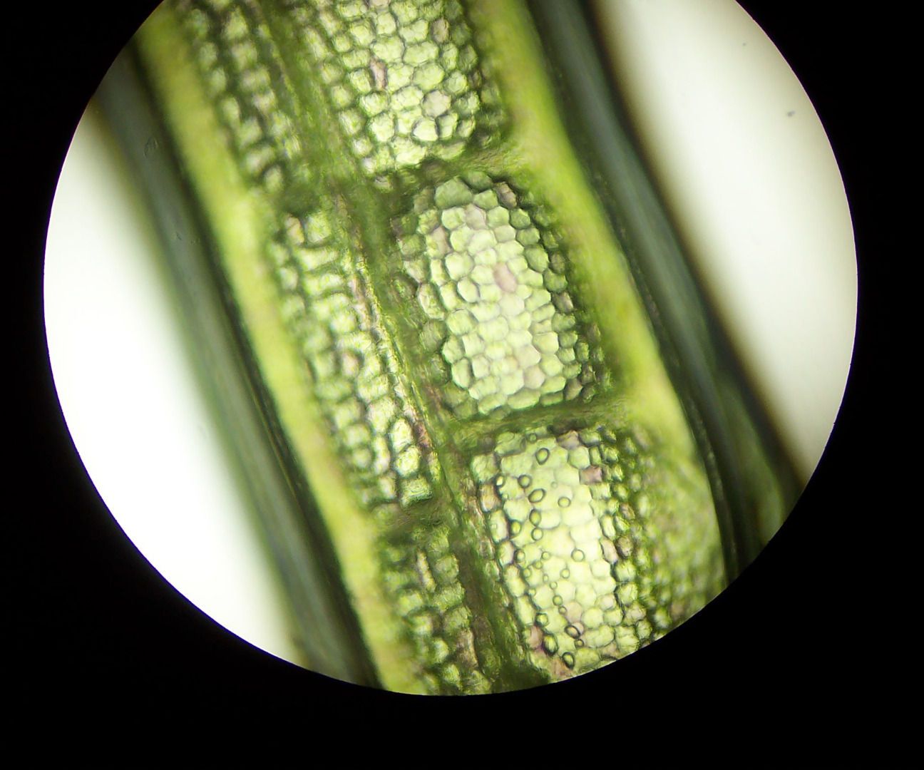 DIY guide for Take Micro-Photographs with an Old Student Microscope with step-by-step instructions
