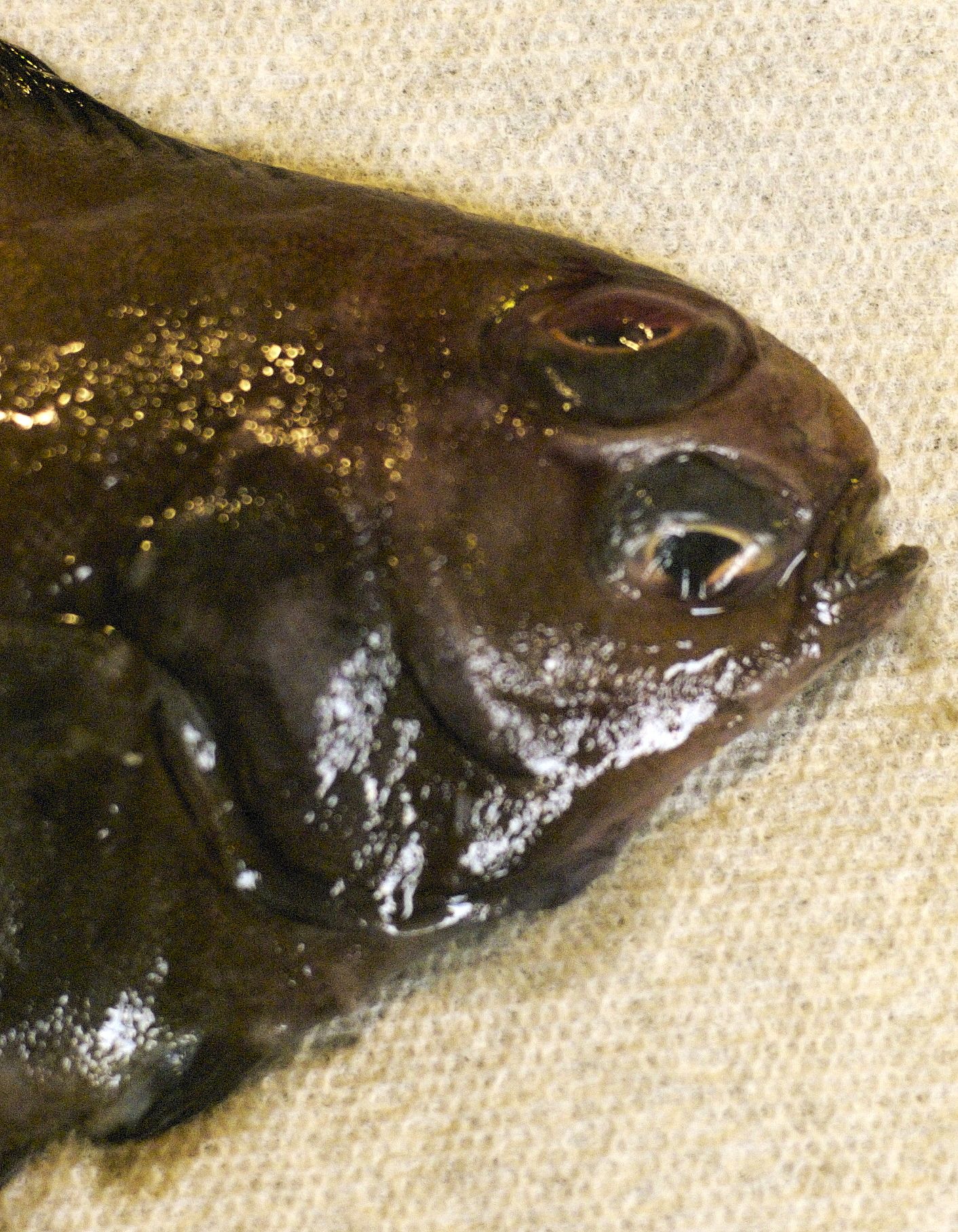 How to Cook and Clean a Flounder 6 Steps Instructables