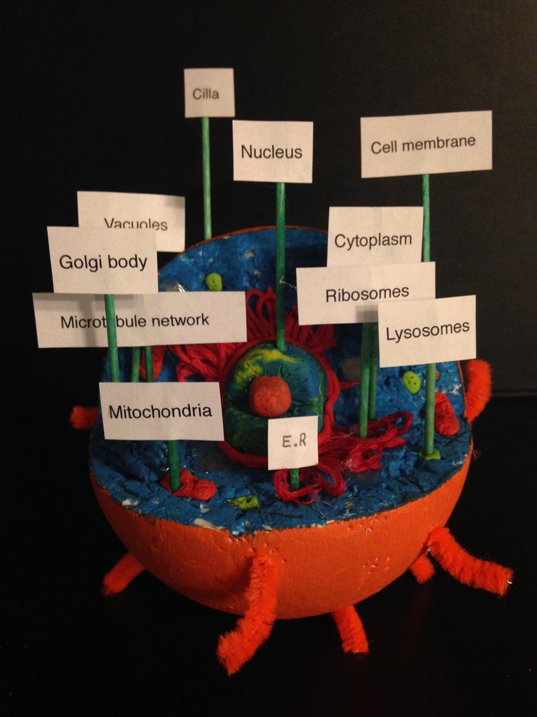 Animal Cell Learning Tool : 18 Steps (with Pictures ...